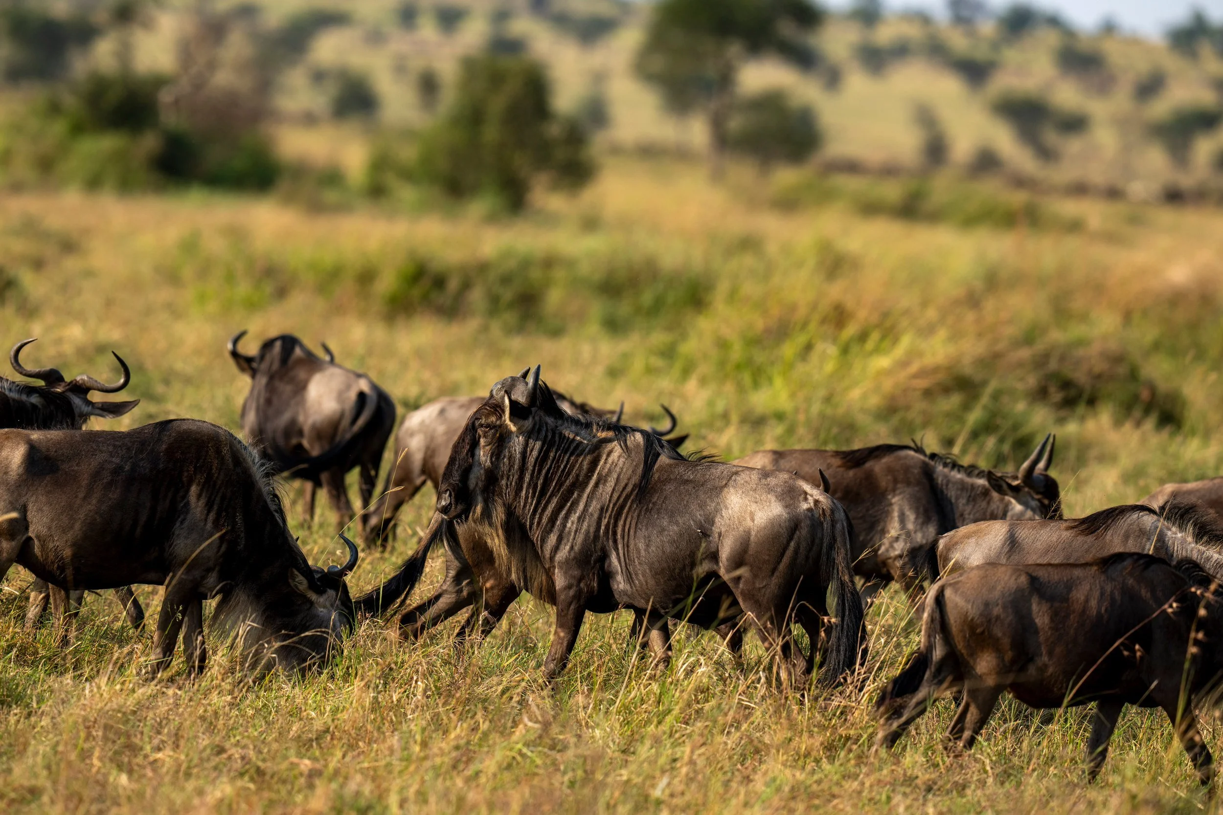 Wildebeest running through the grass, Serengeti