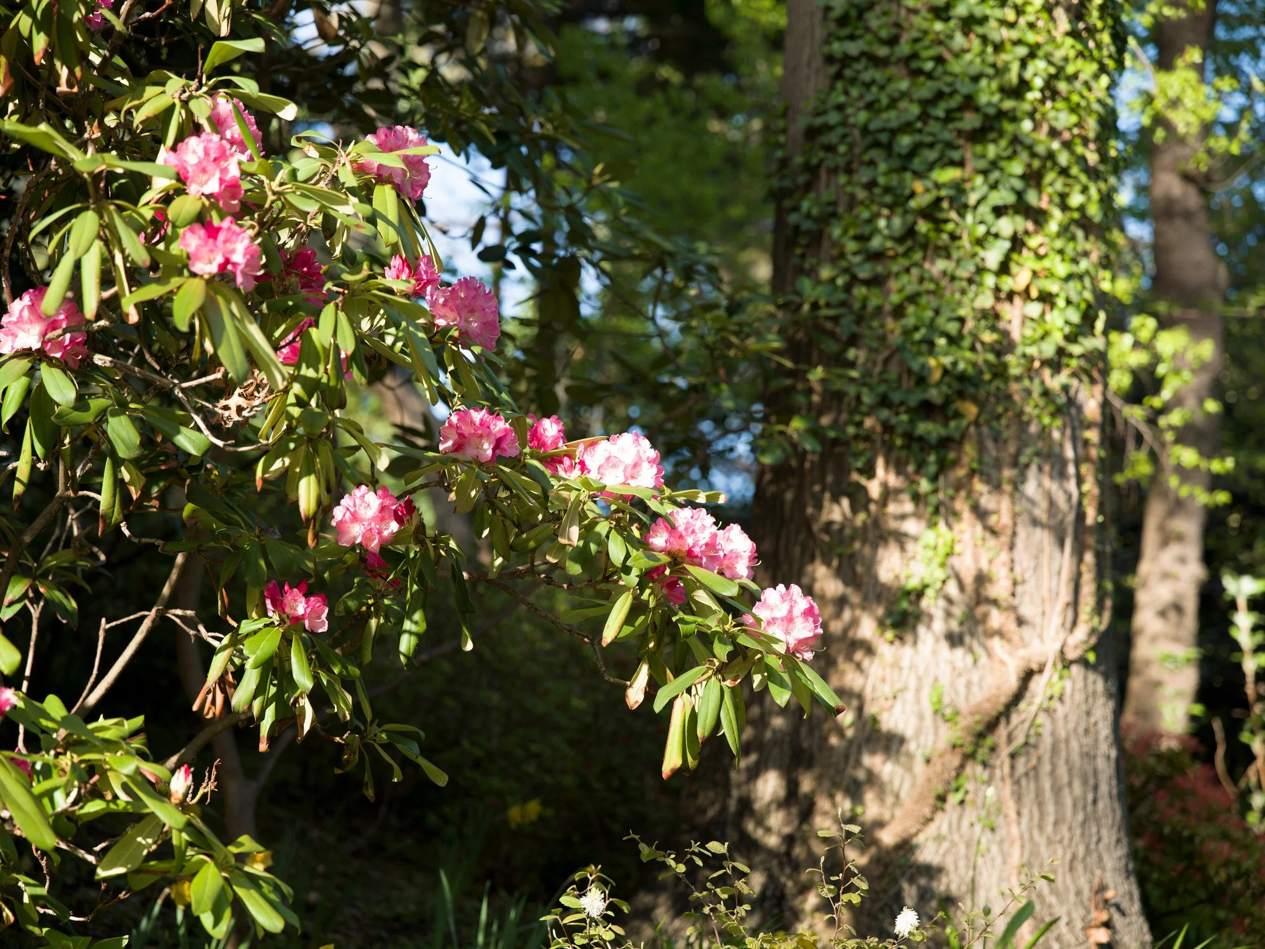 Pink rhododendron beneath tall trees
