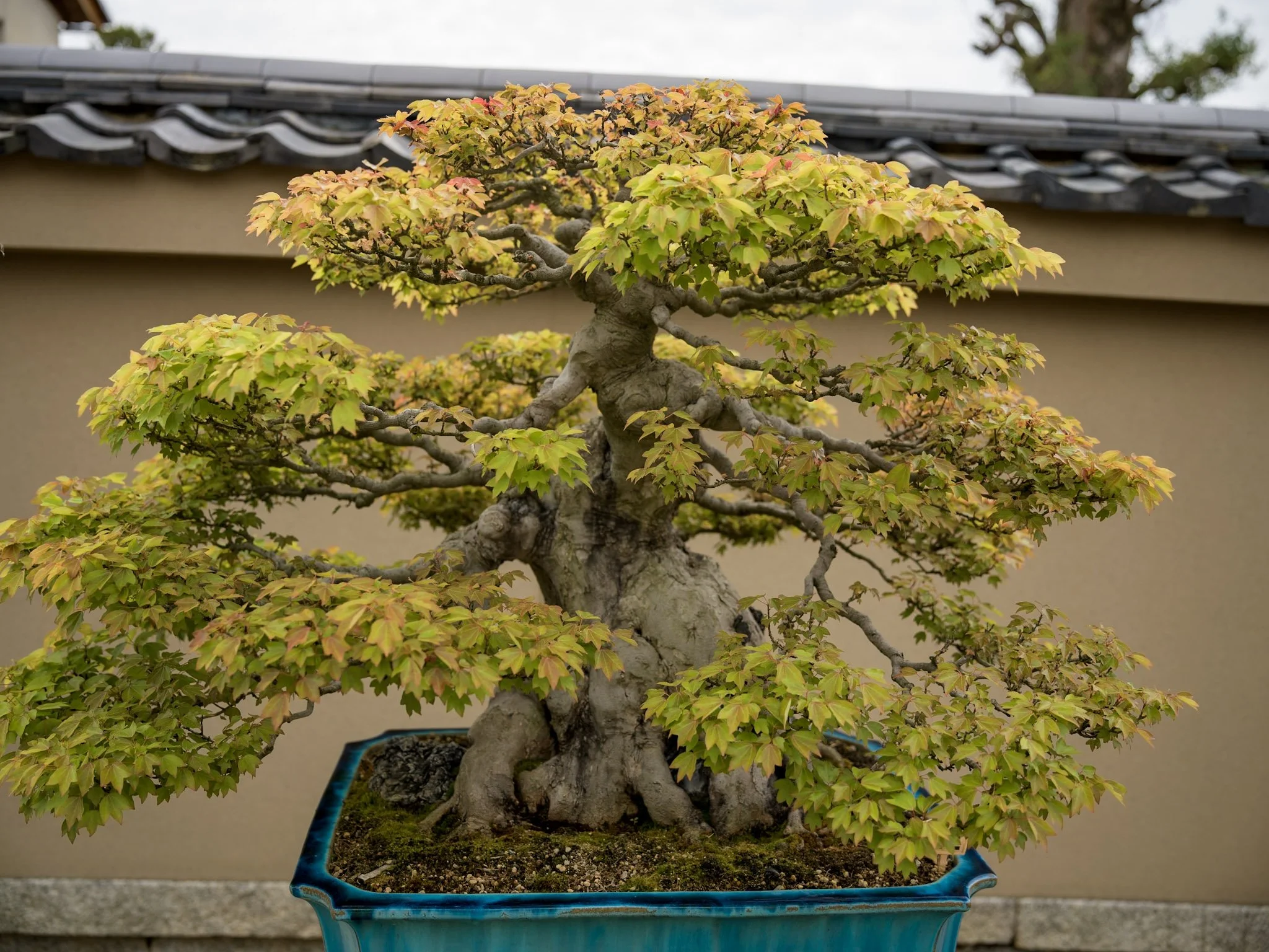 jp-e258cf687398.jpg