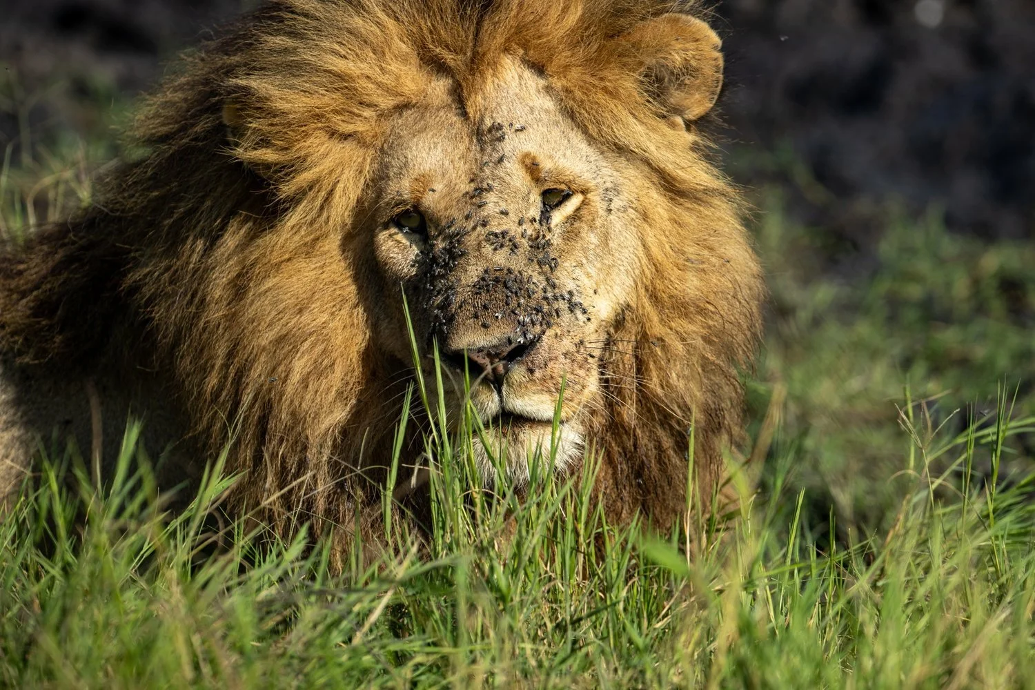 Lions