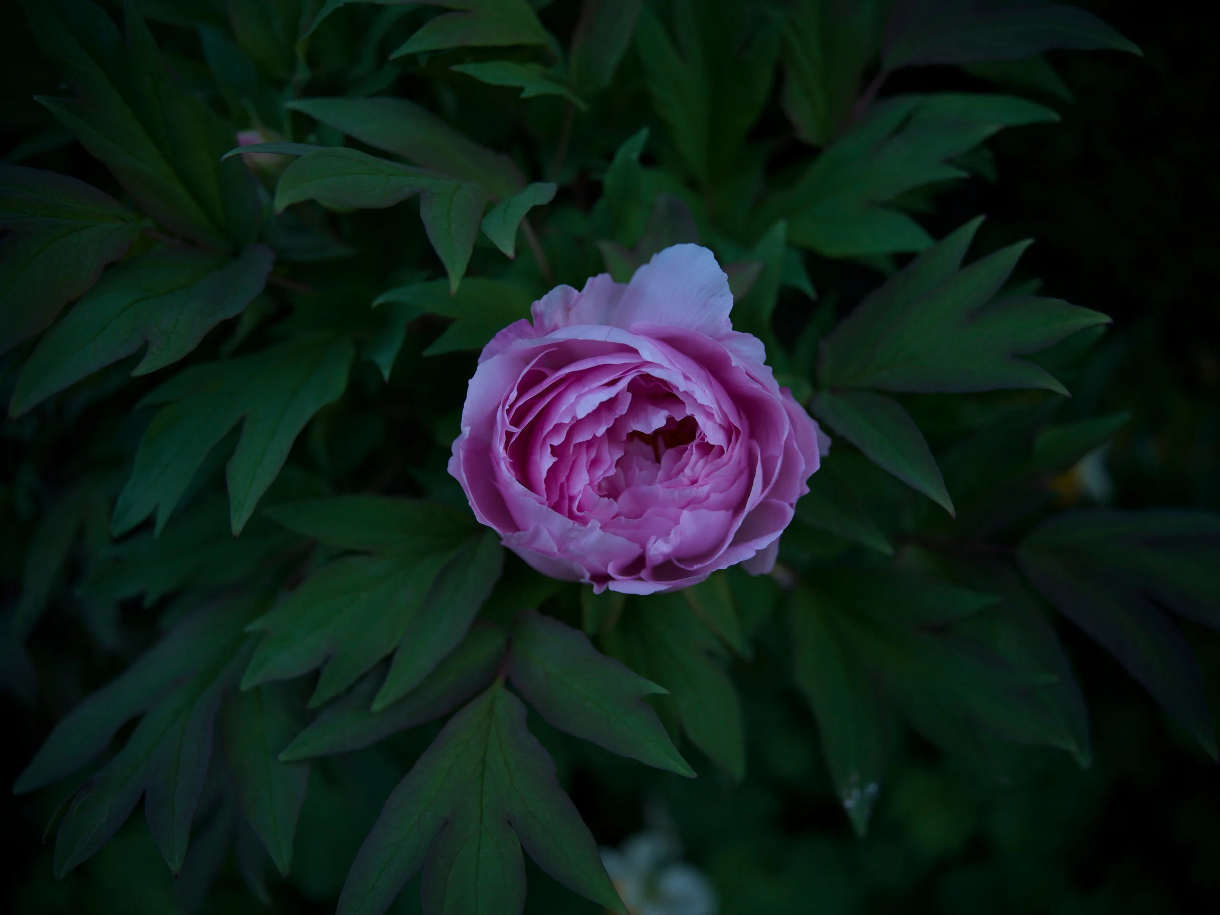 Lilac peony among dark leaves