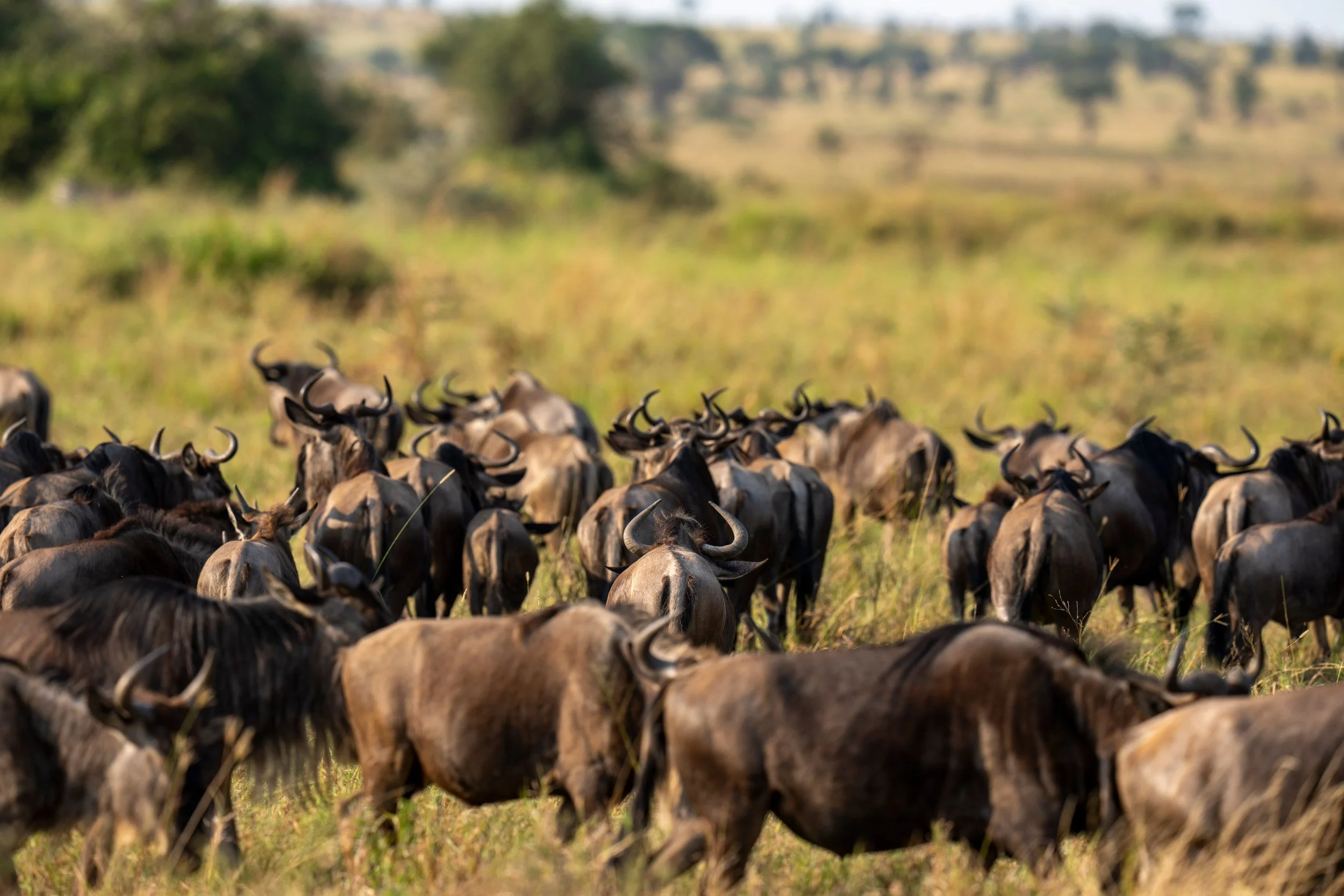Herd grazing in the woodland, Serengeti