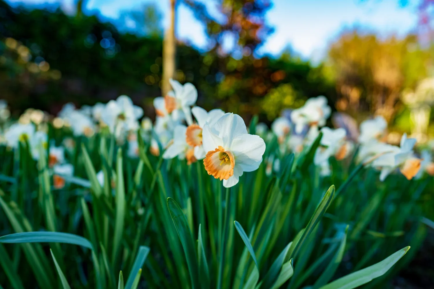 Spring: Bulbs