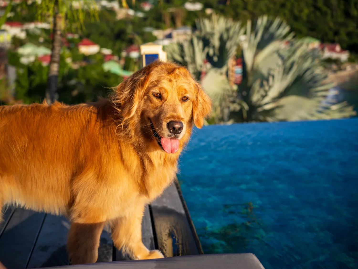 Dog Days