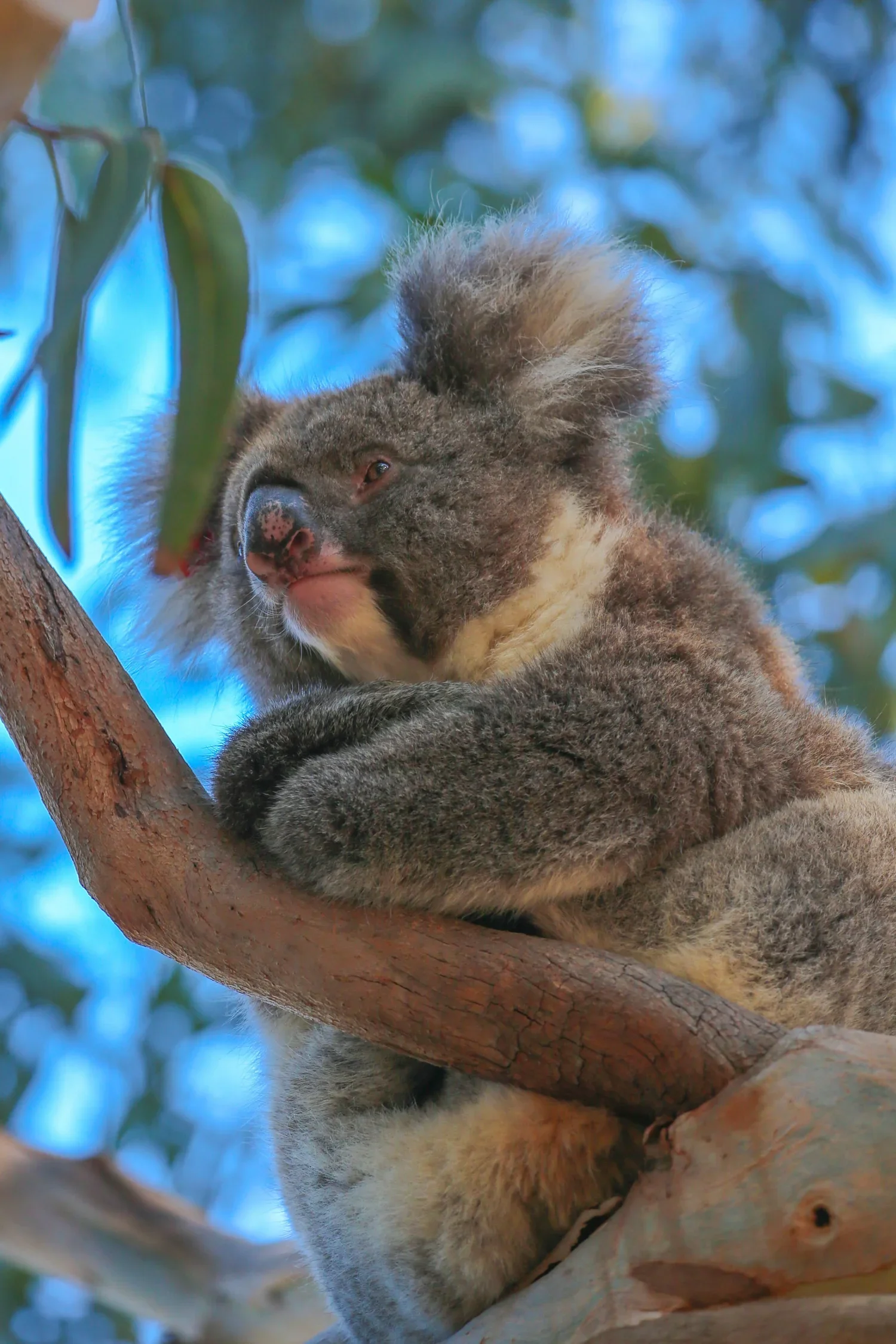 Kangaroos, Koalas & Wombats