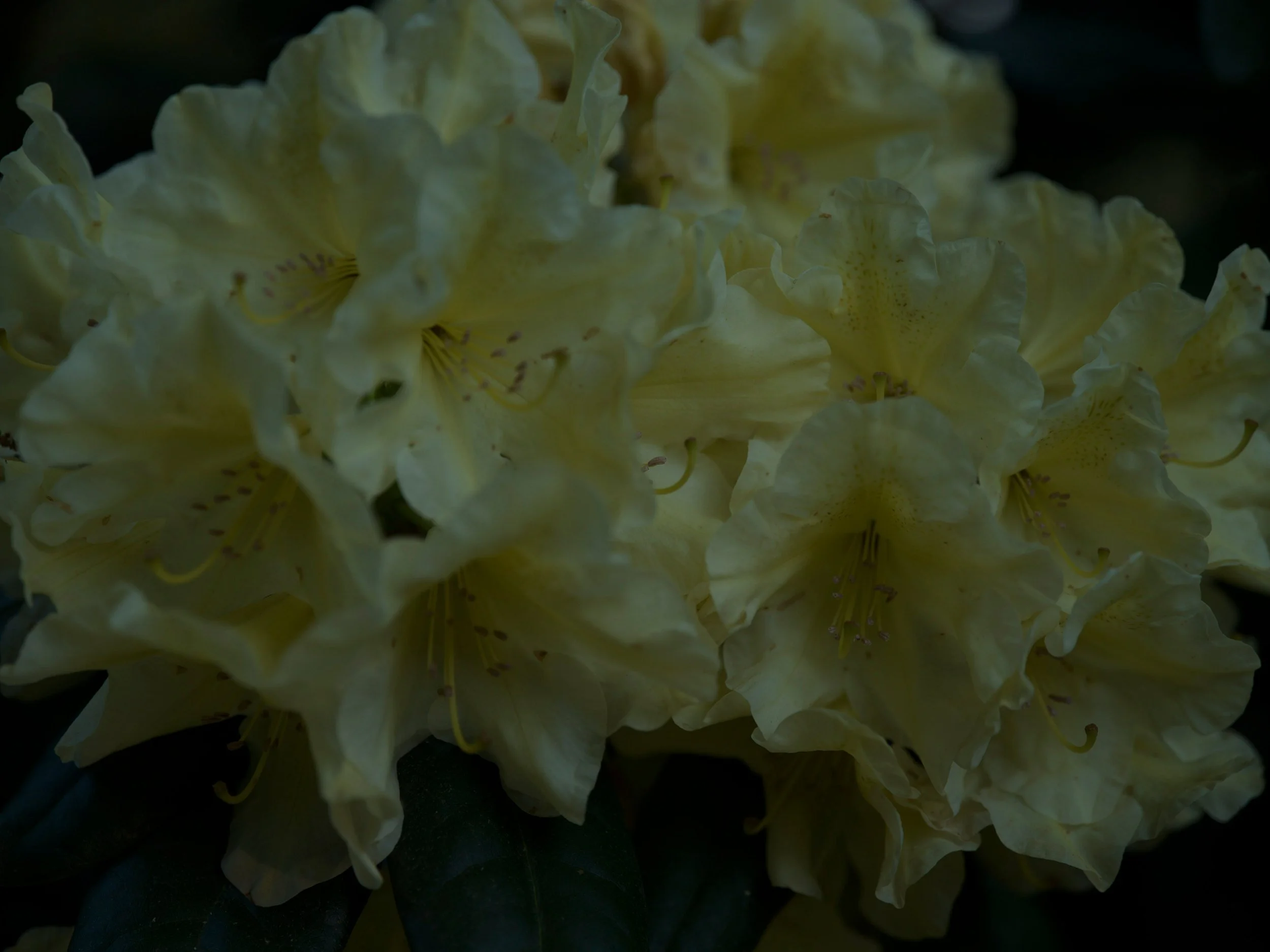 Creamy yellow rhododendron cluster