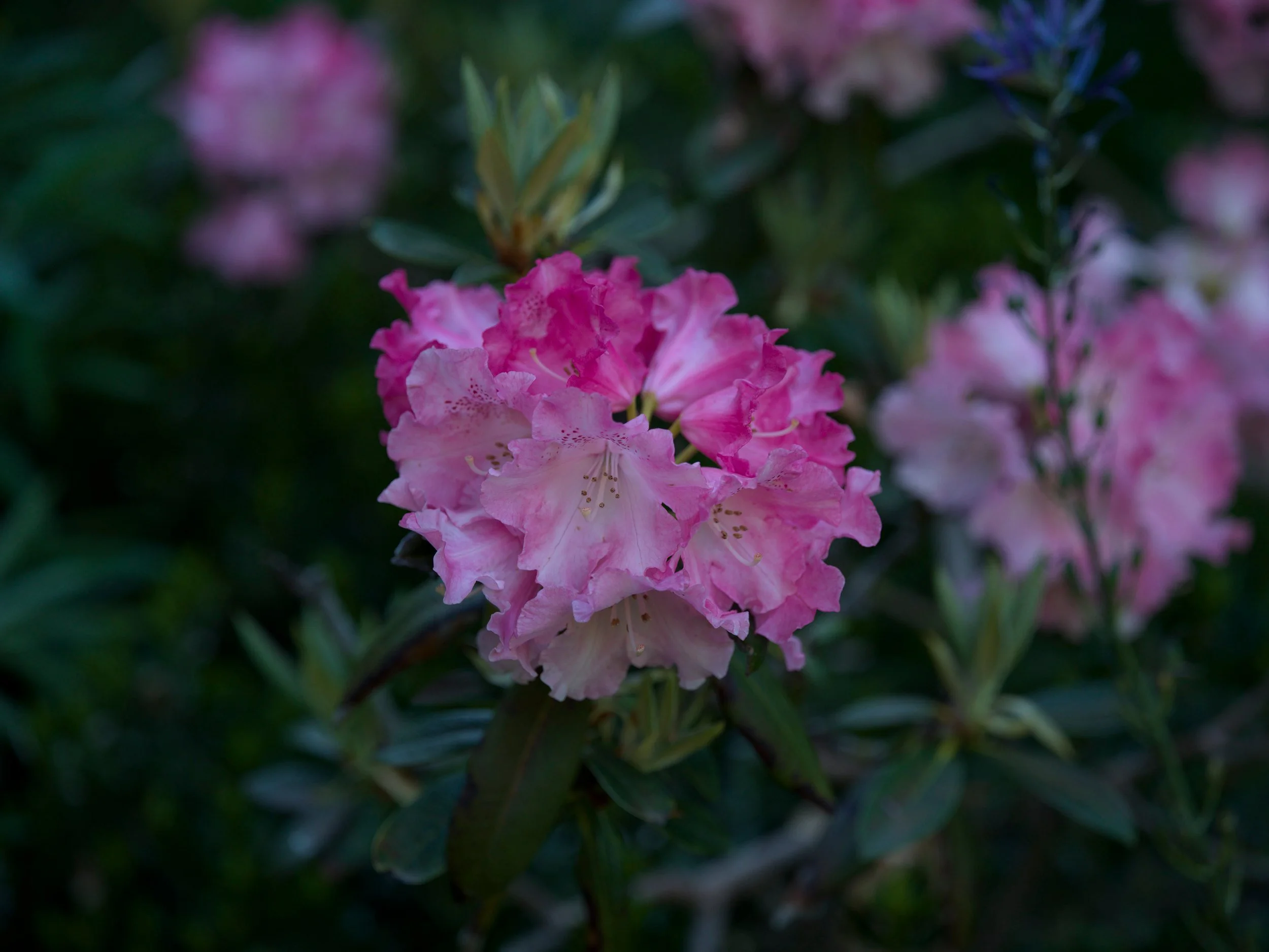 Pink rhododendrons in evening light