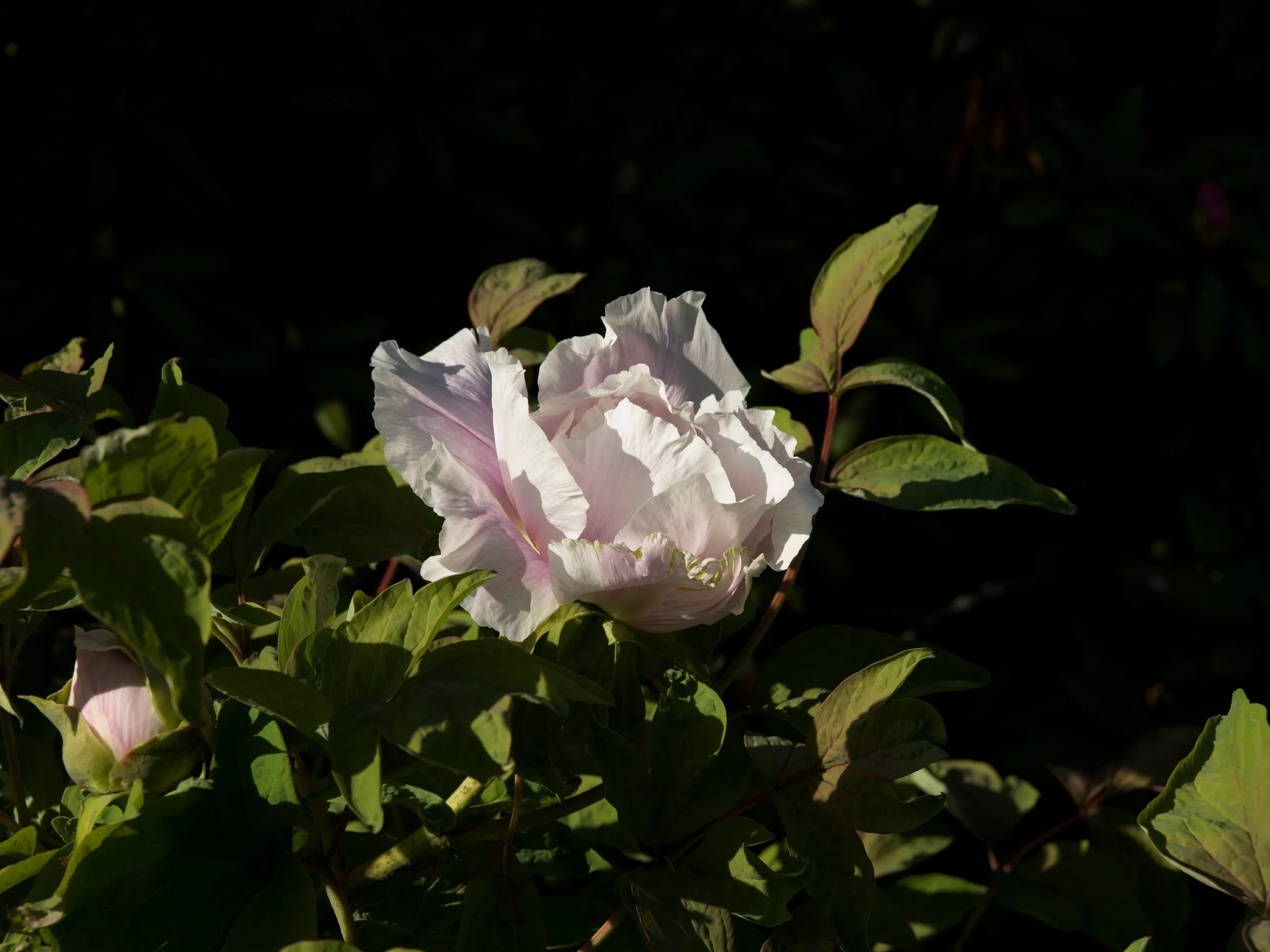 White peony glowing against dark foliage