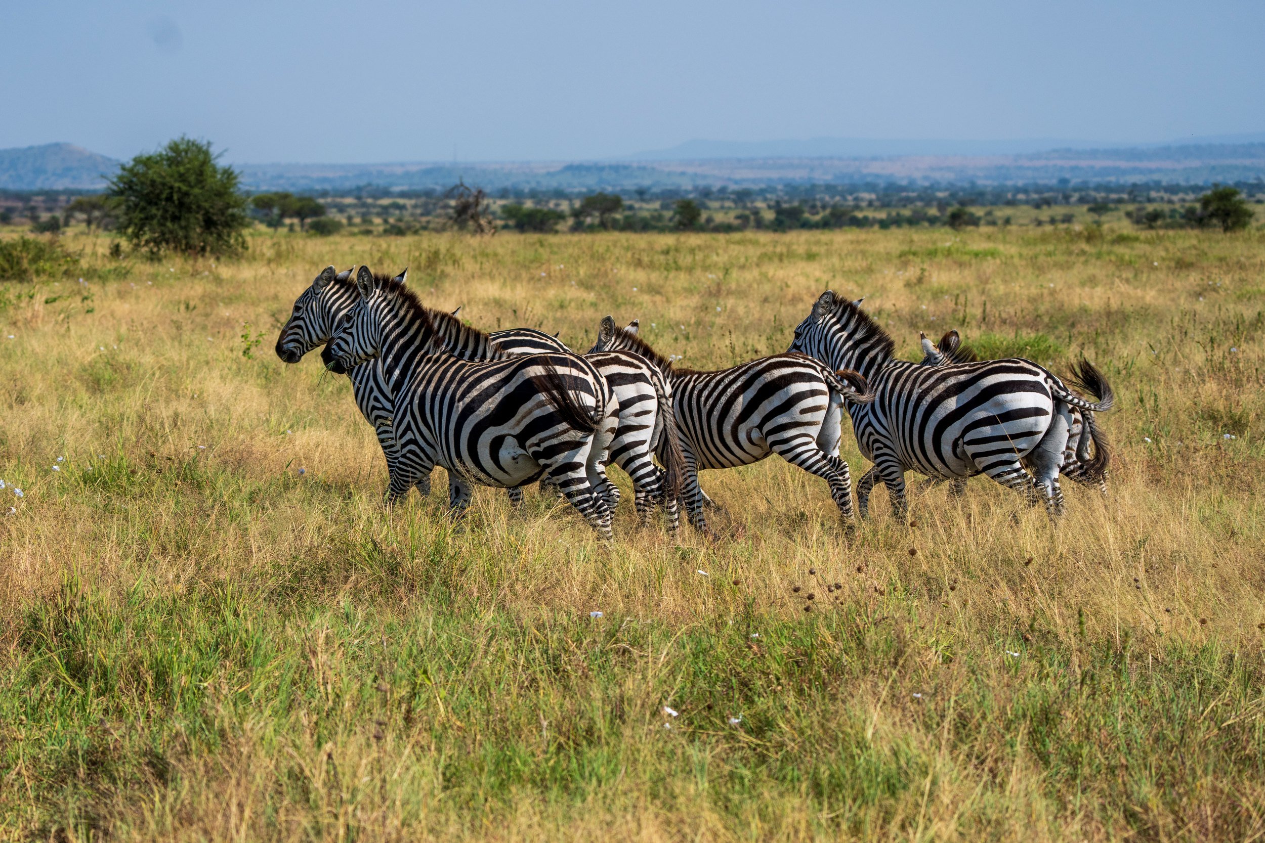Zebras walking across the plain, Serengeti