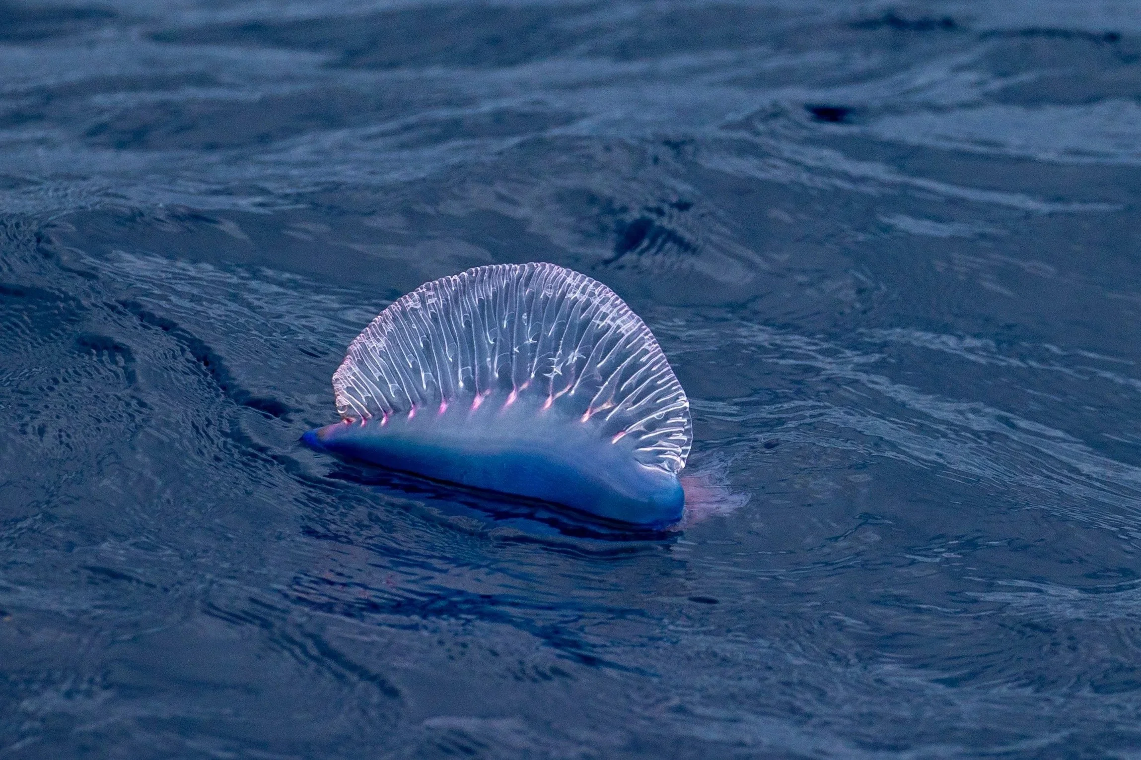 Small Sea Life