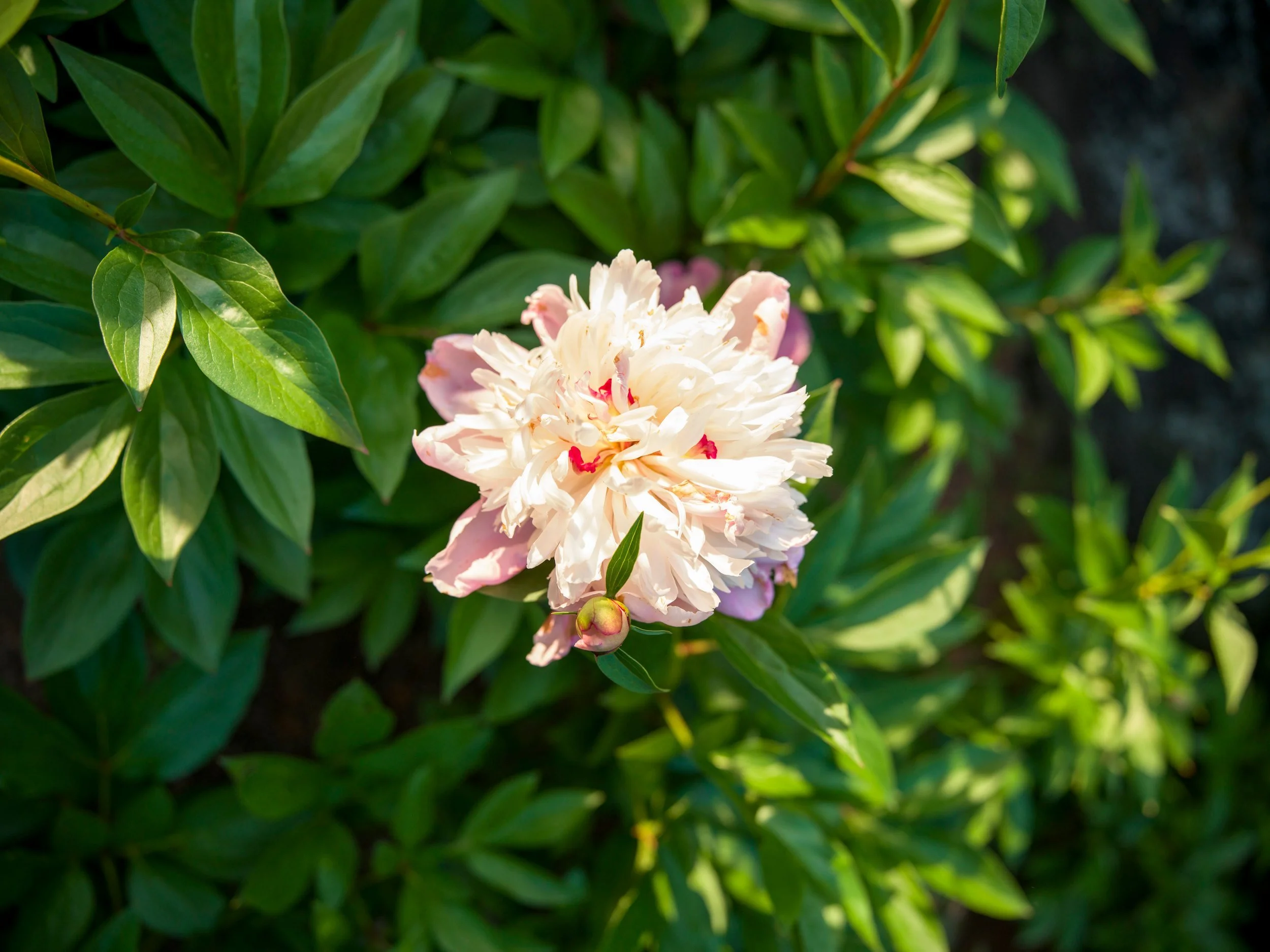 Pink and cream peony