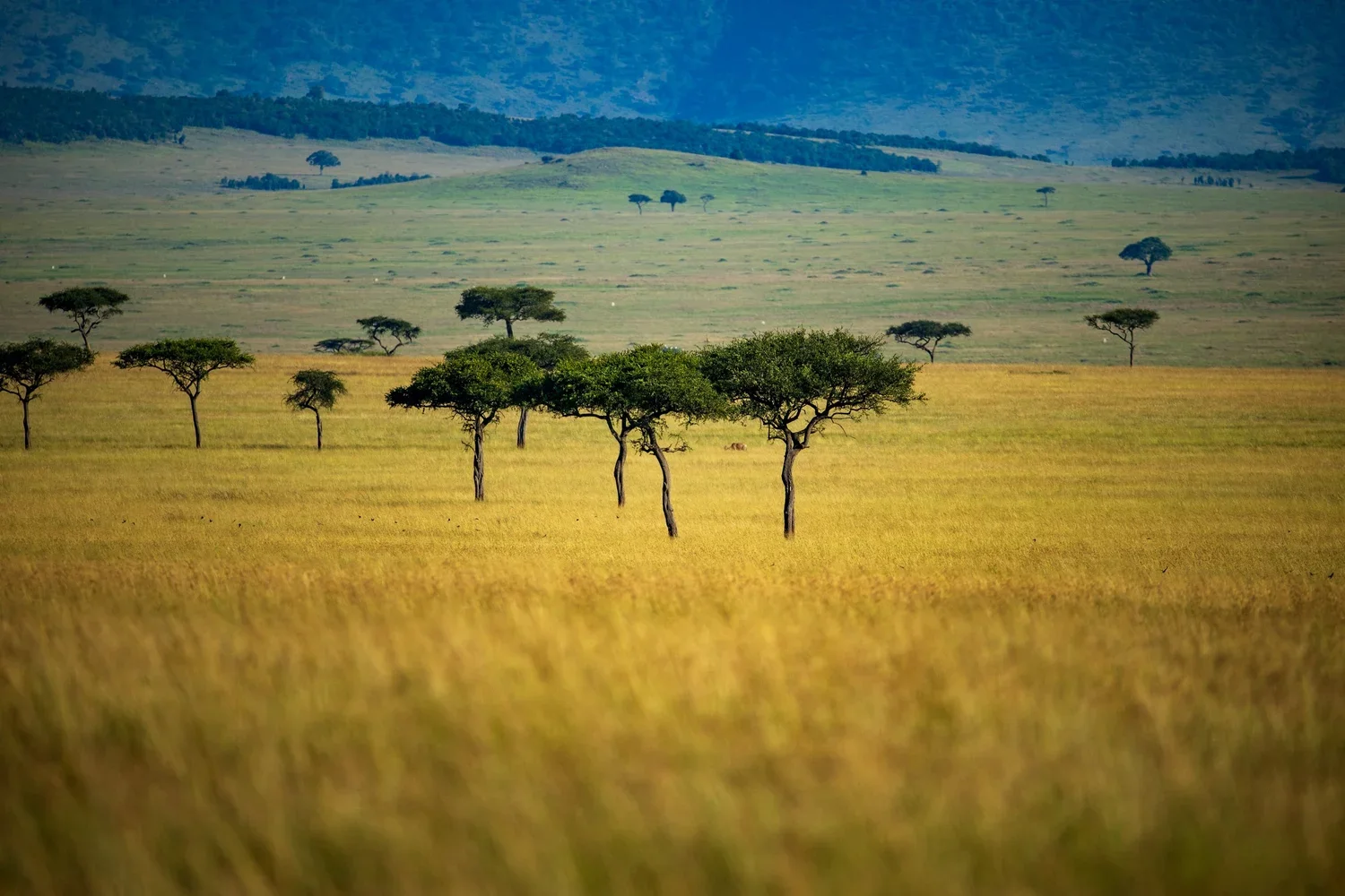 Savanna