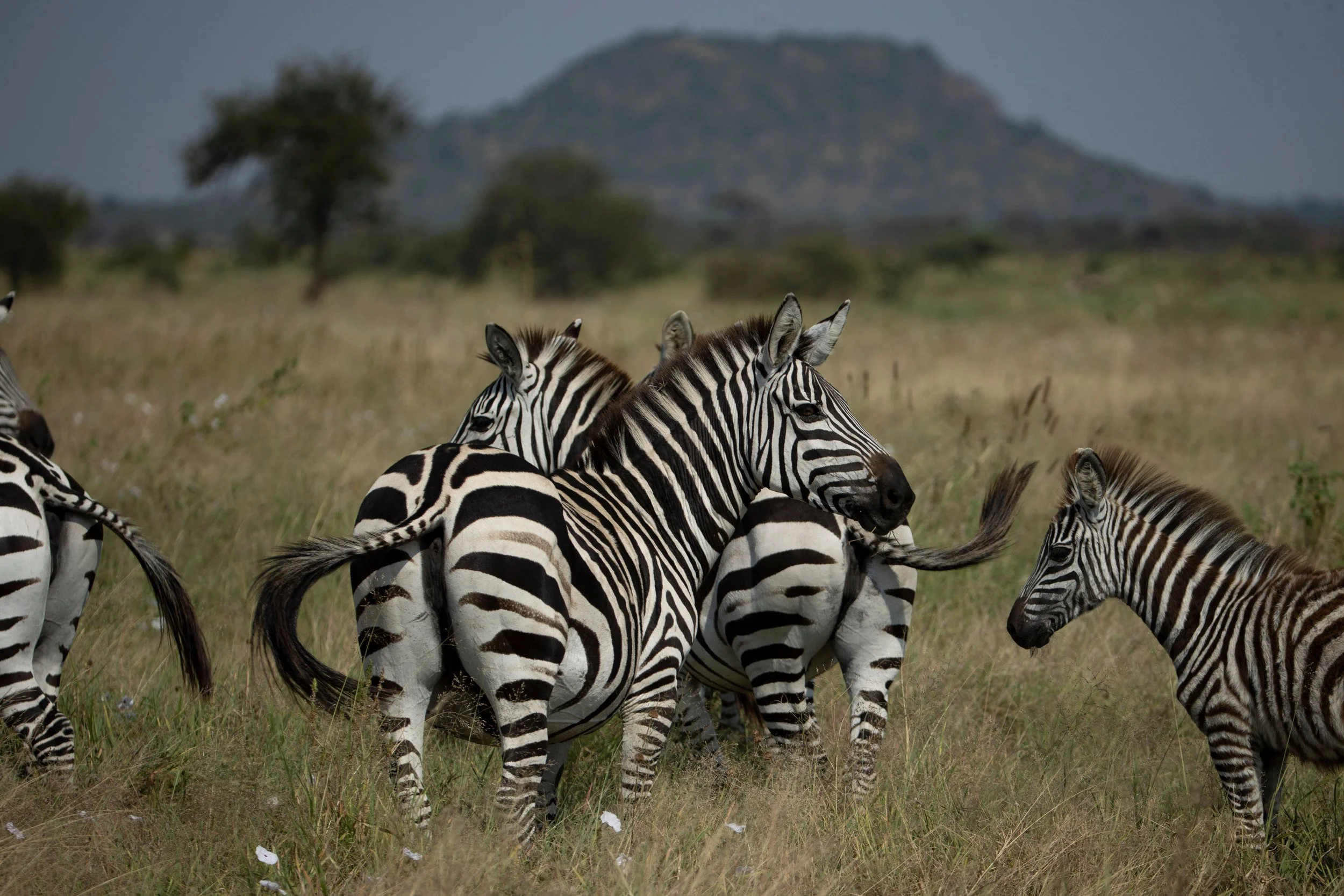 Zebras below a rocky hill, Serengeti