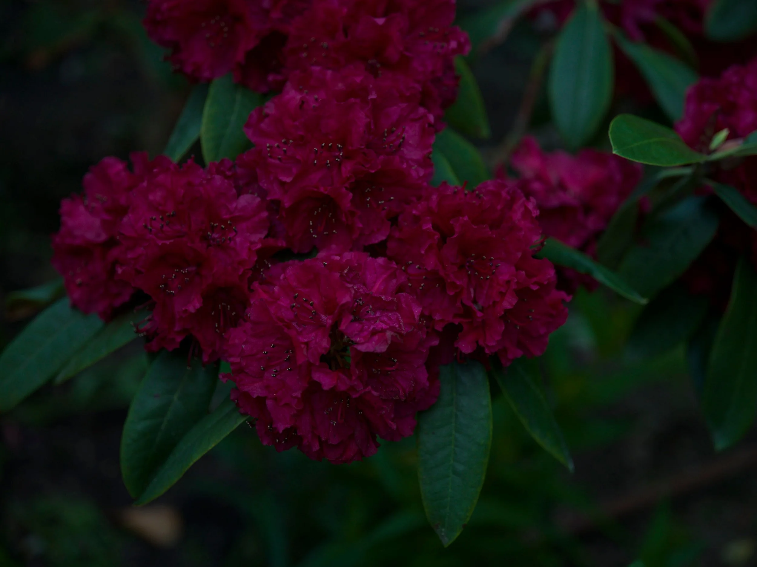 Deep red rhododendron flowers