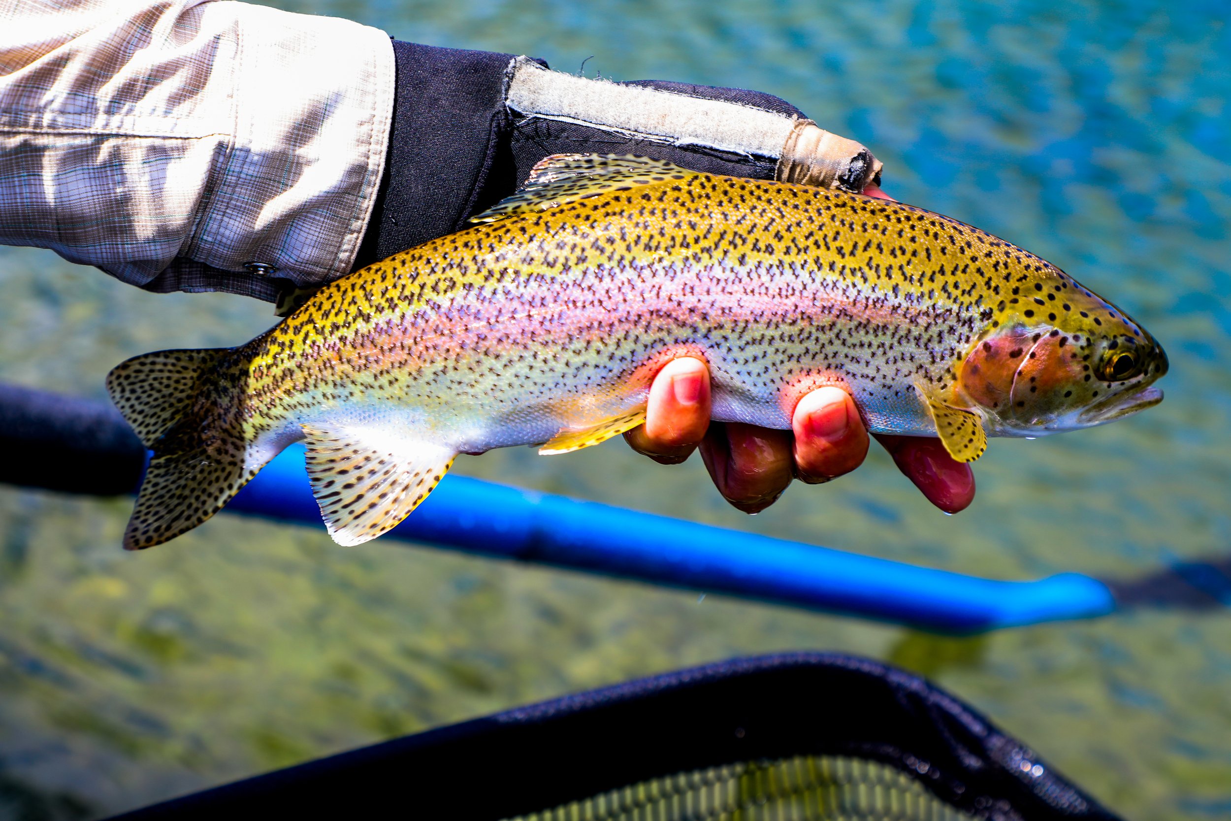Rainbow and brown trout caught on the fly and released