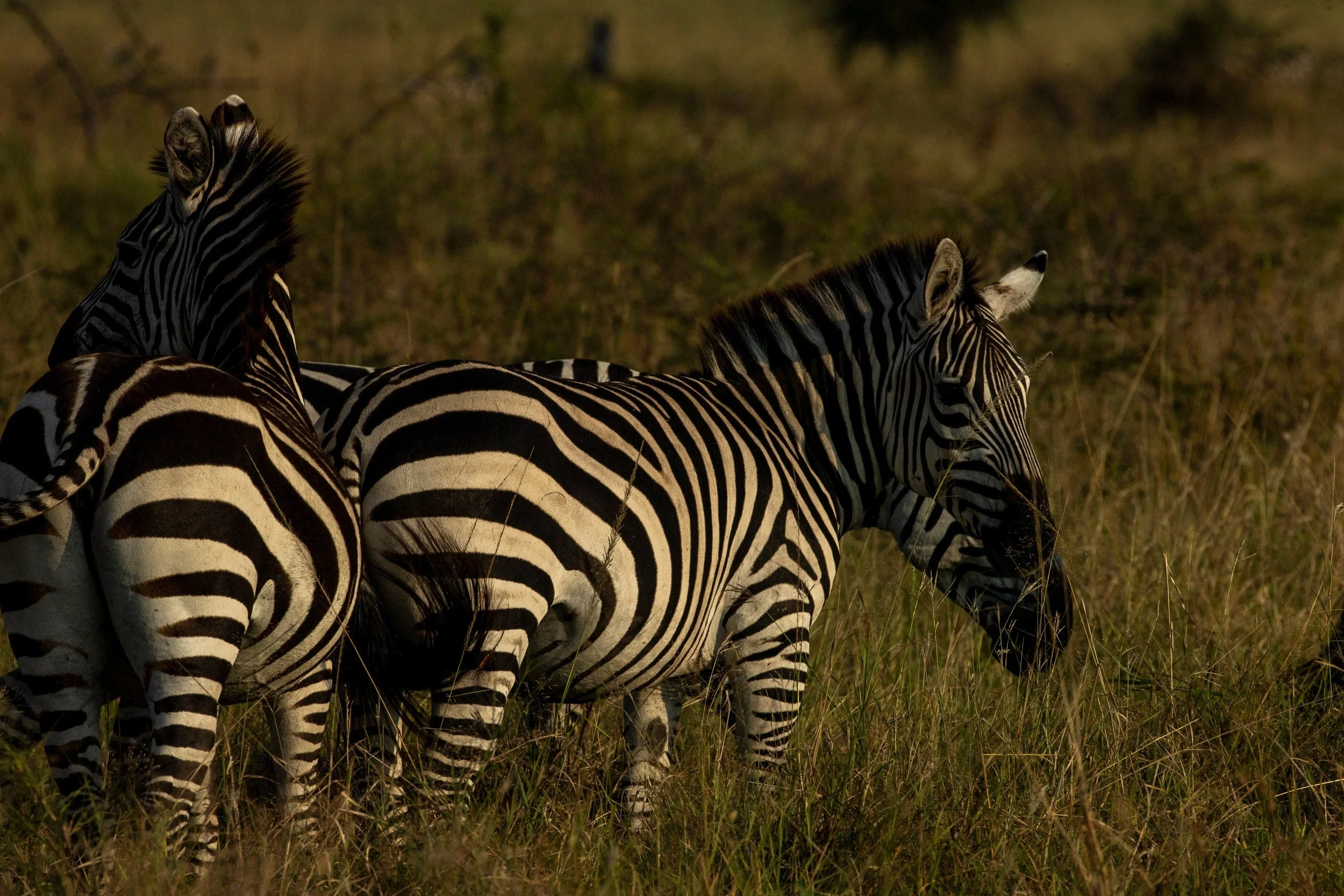 Zebras grooming each other, Serengeti