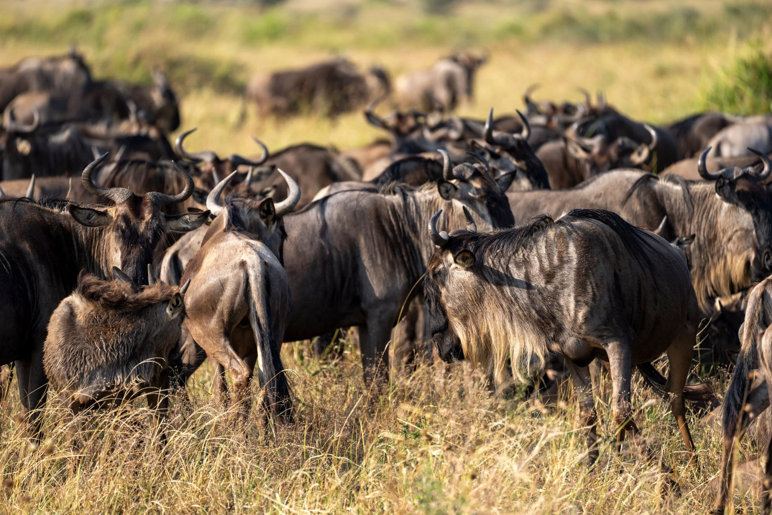 Wildebeest packed together, Serengeti