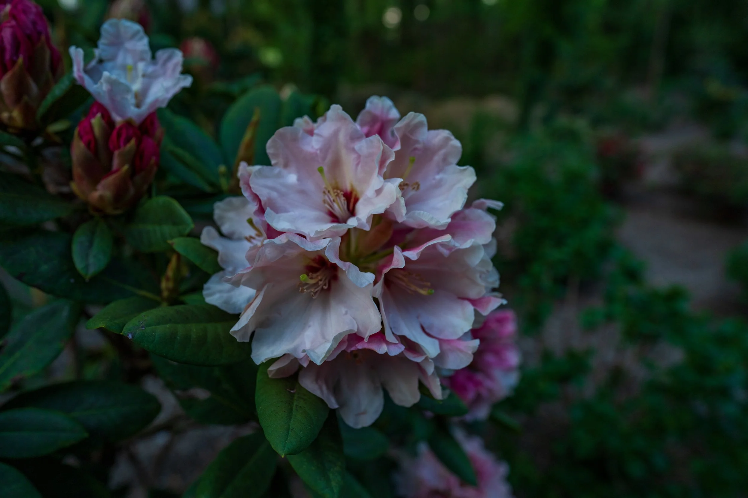 DSC01735.jpg