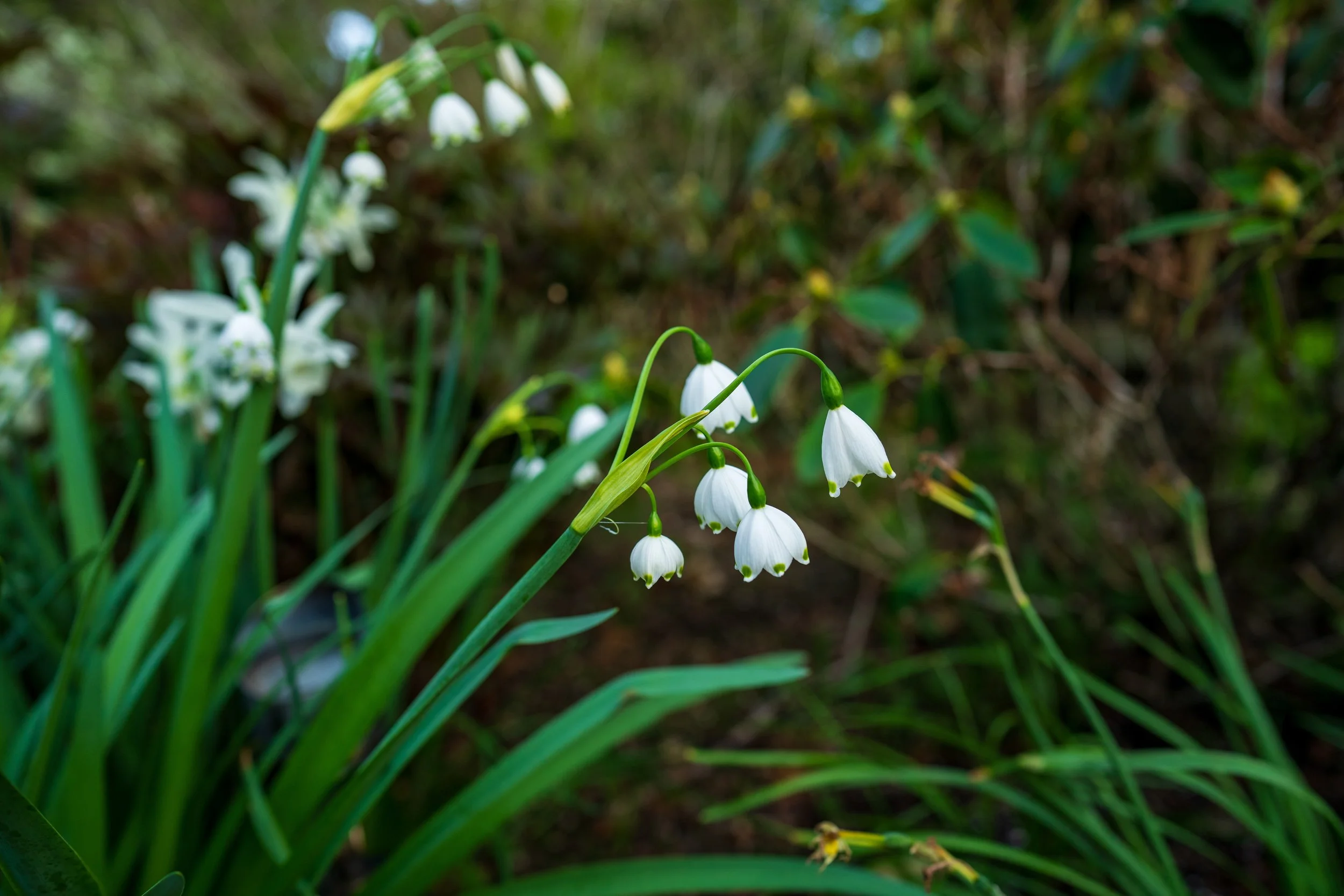 DSC01658.jpg