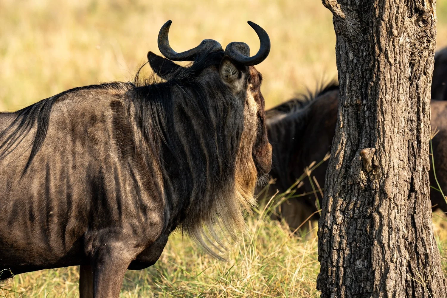 Wildebeest