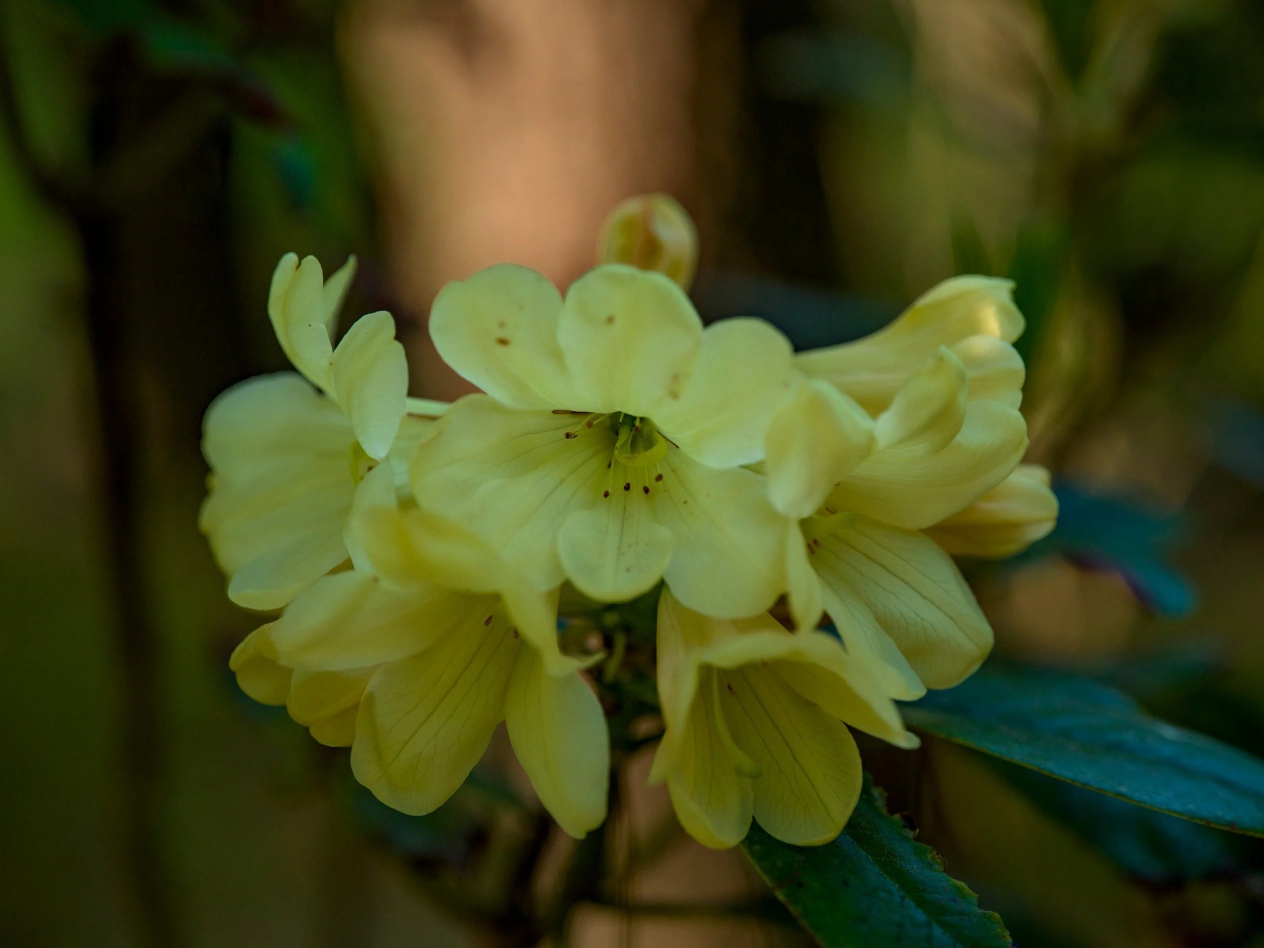 Pale yellow rhododendron against a trunk