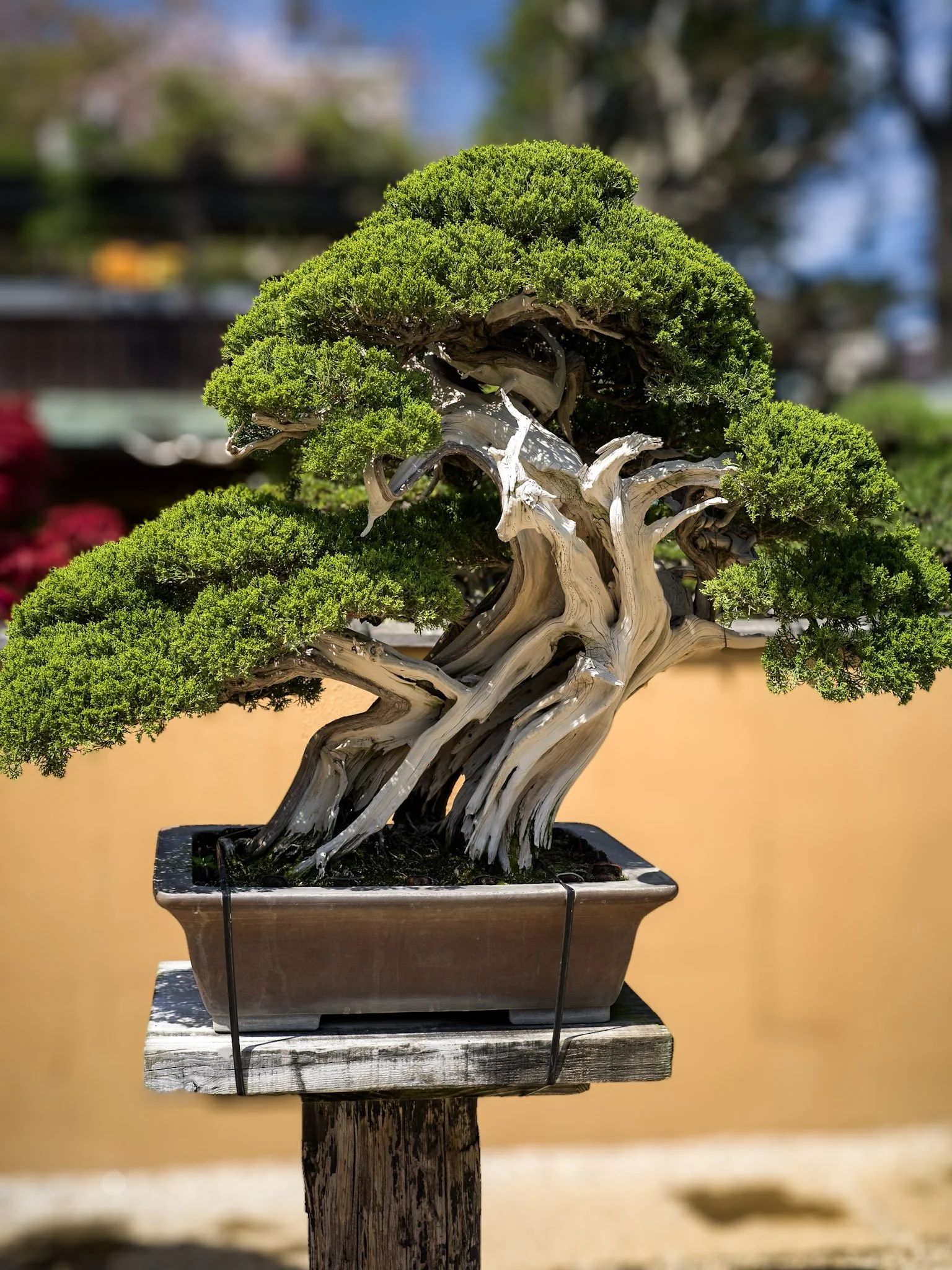 jp-9c6e6a50d3a2.jpg