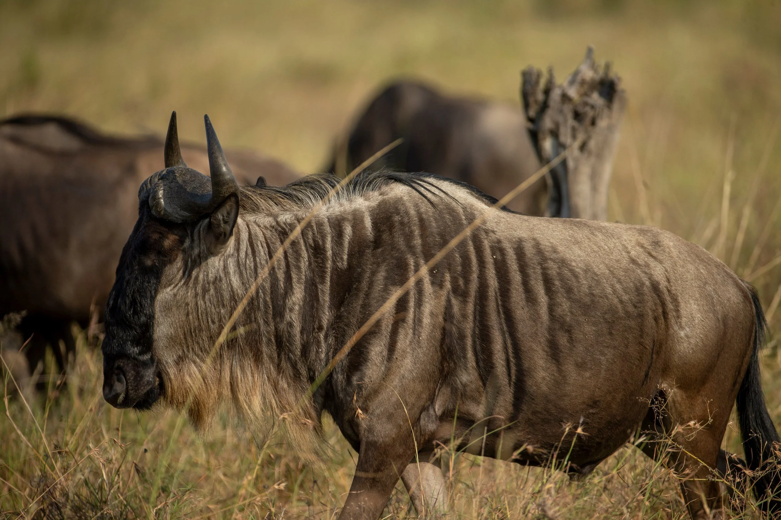 Wildebeest close-up among the herd, Serengeti