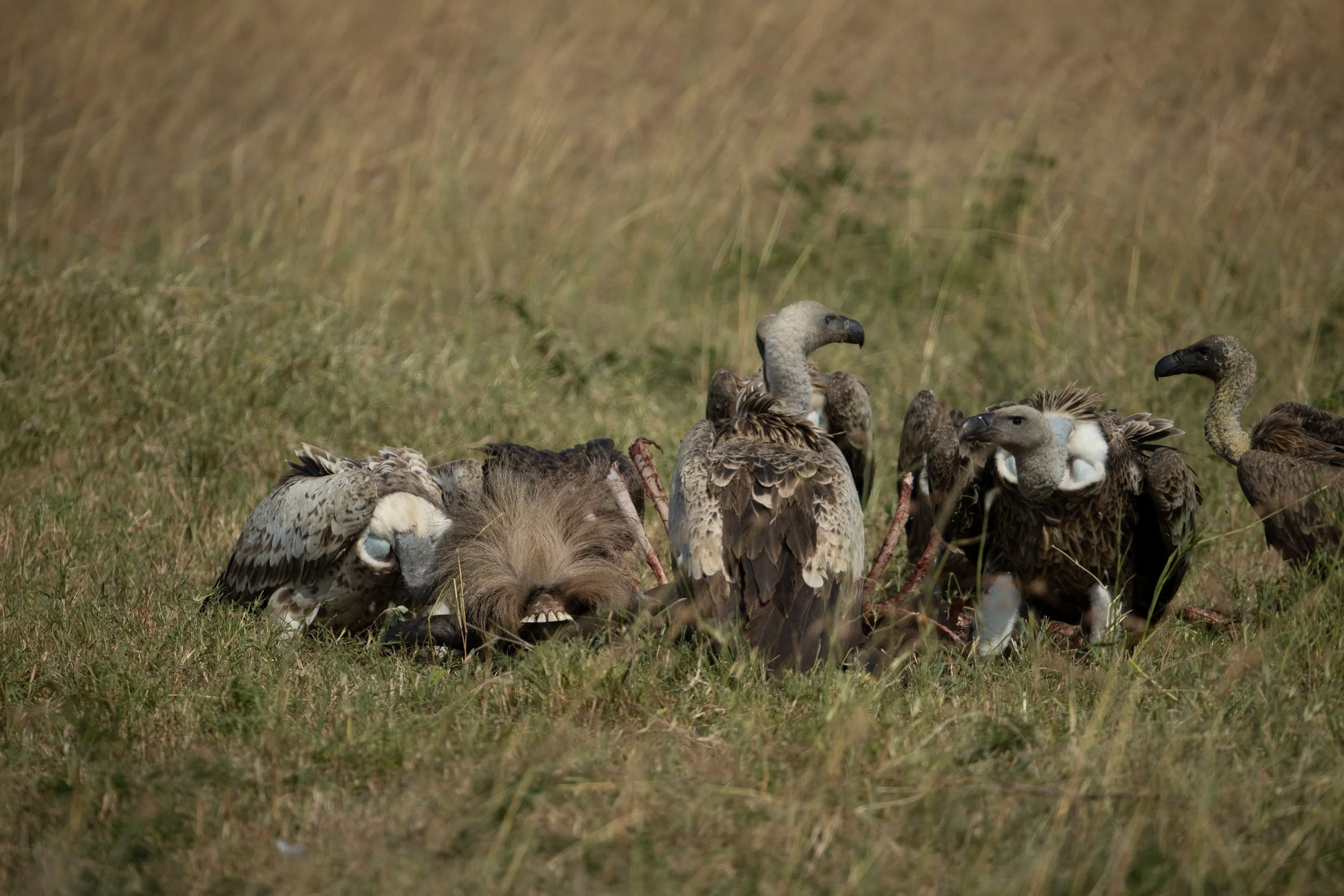 Vultures at a carcass, Serengeti