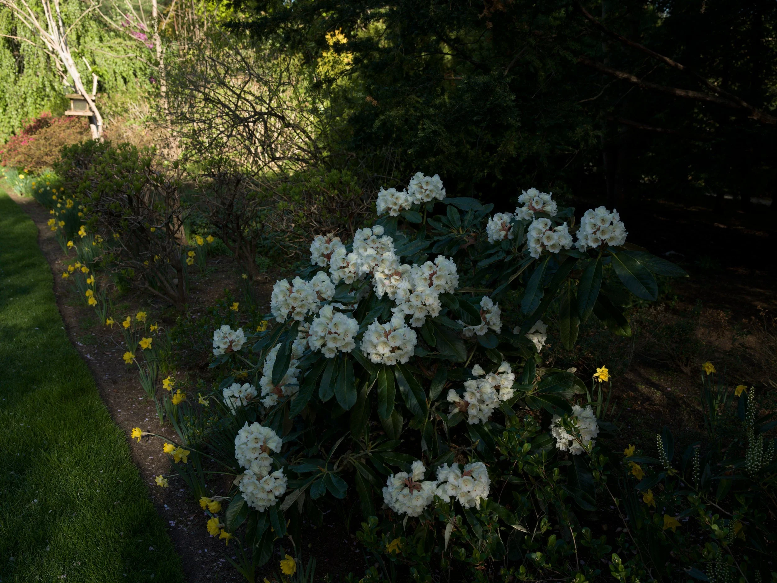 White rhododendron shrub at the woodland edge