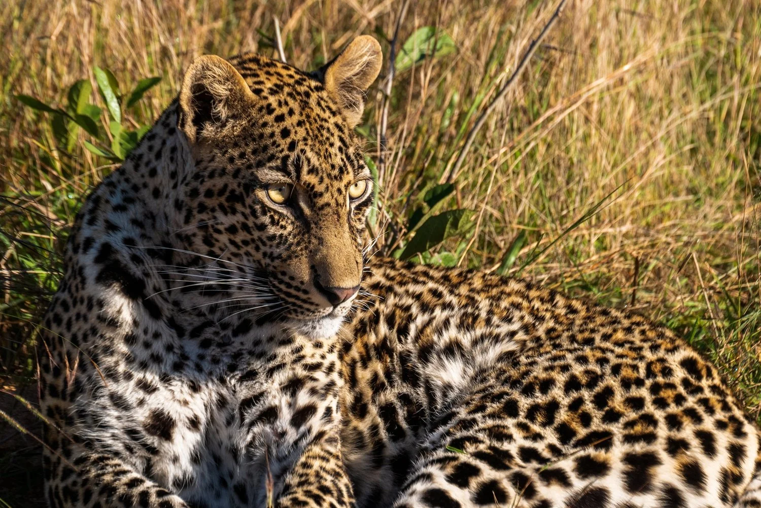 Leopards