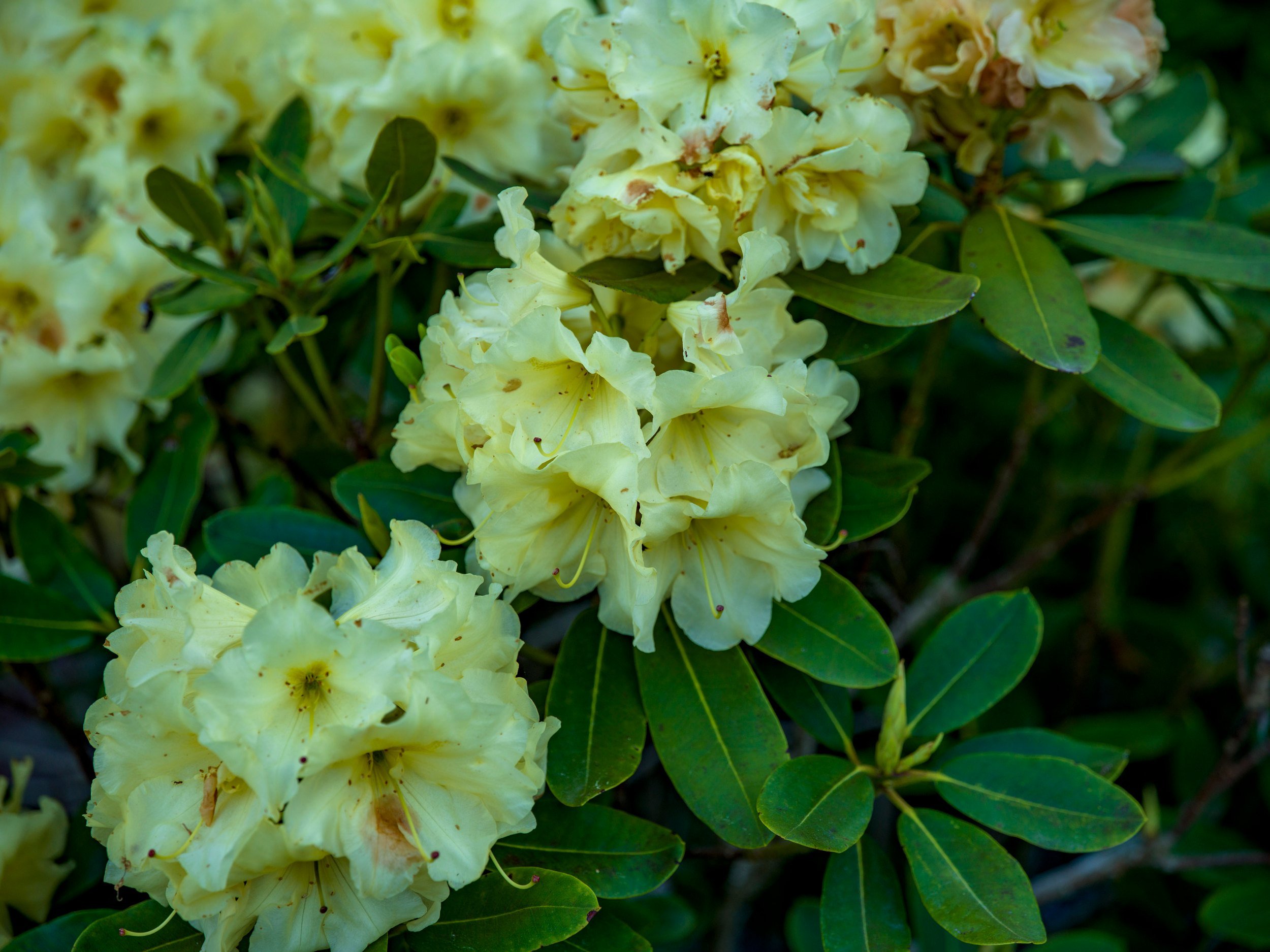 Pale yellow rhododendron blooms