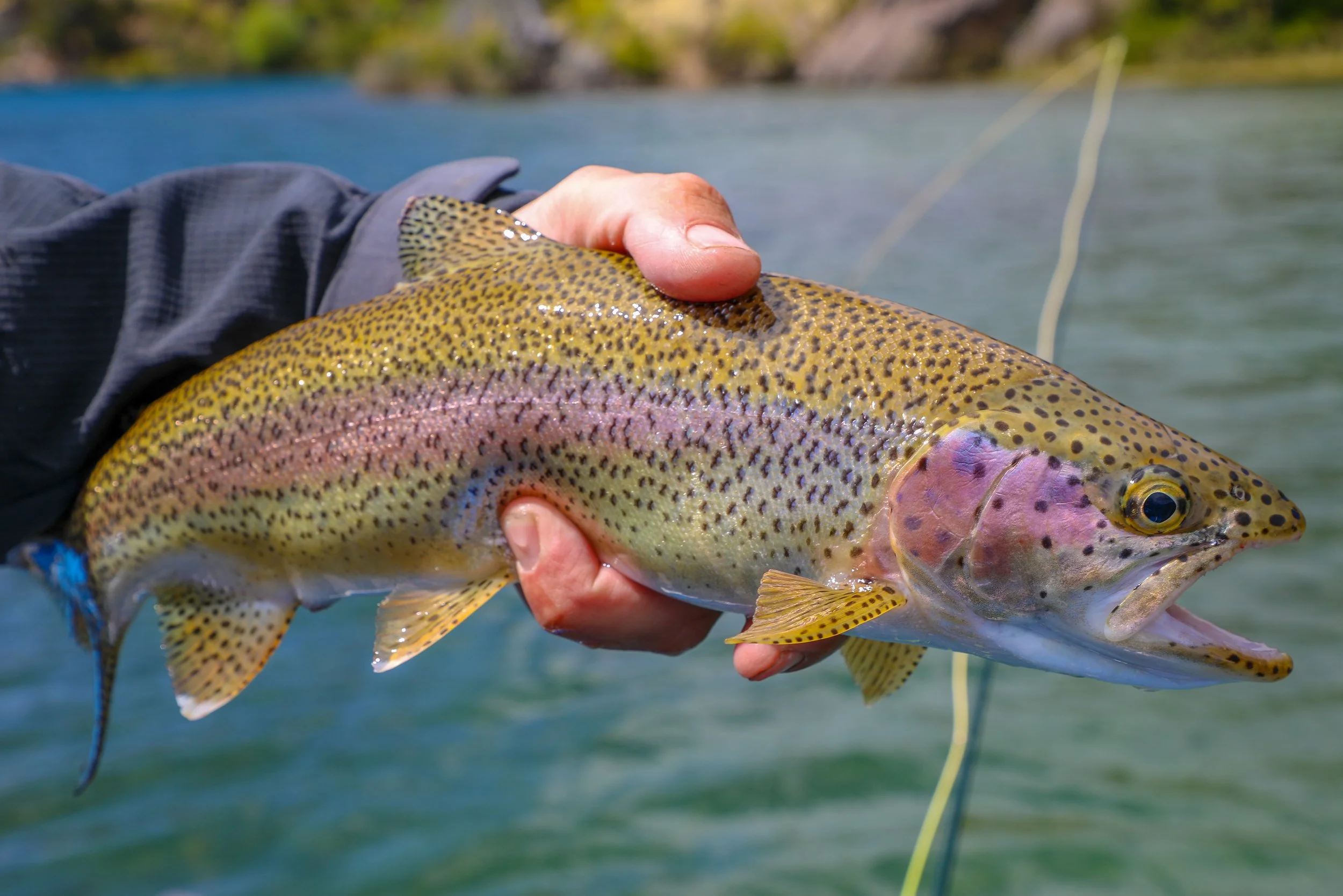 Rainbow and brown trout caught on the fly and released