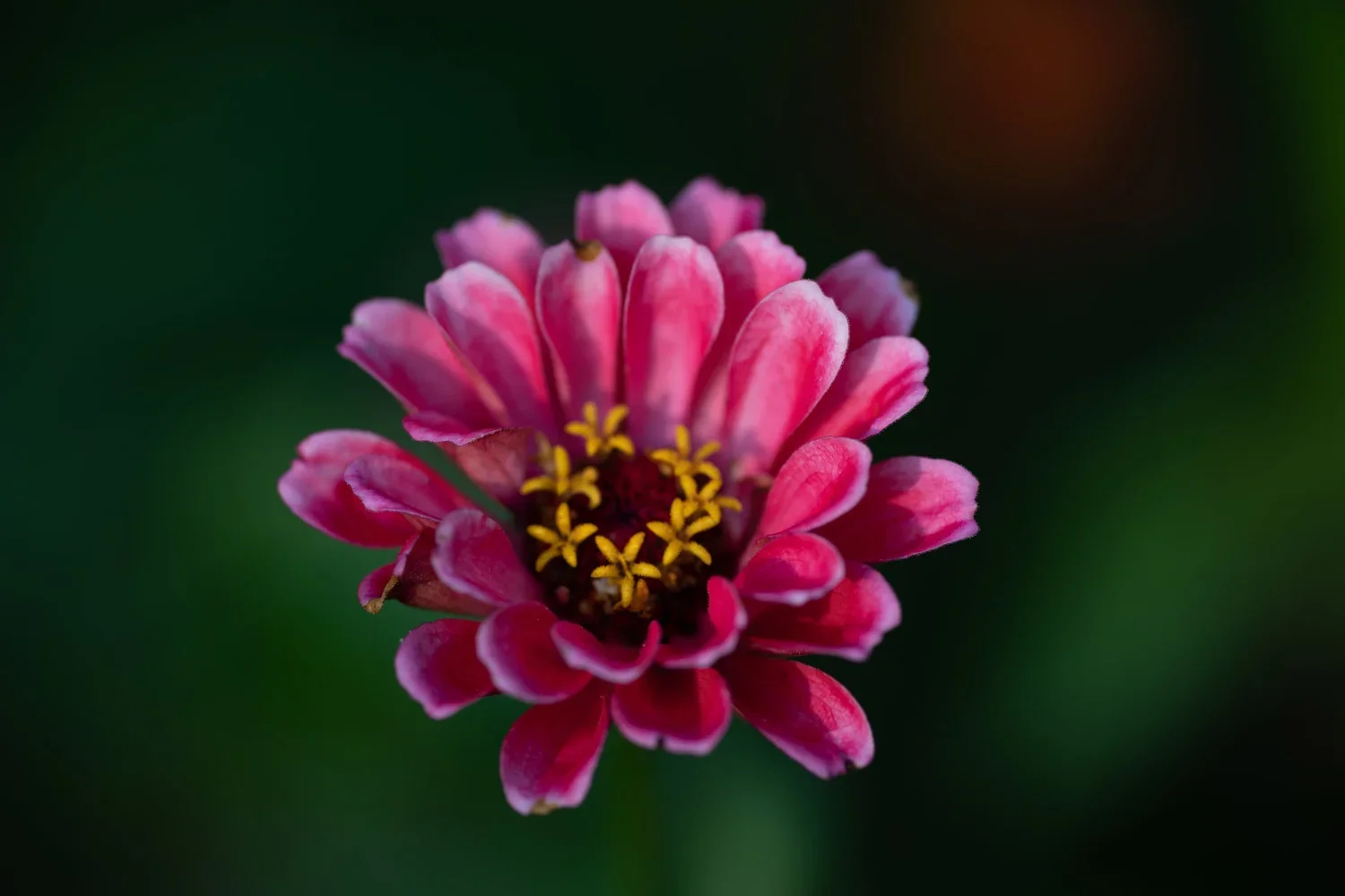Summer: Blooms