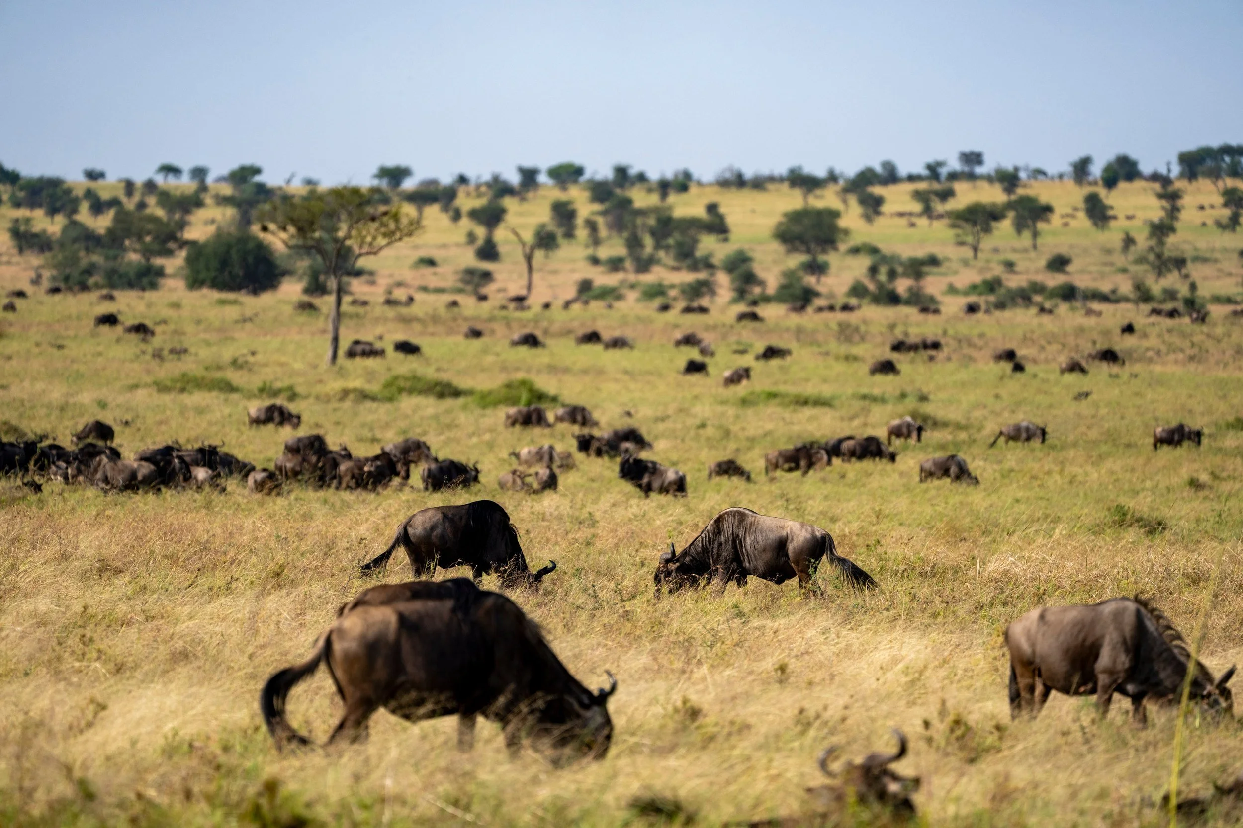 Herds dotting the plains, Serengeti