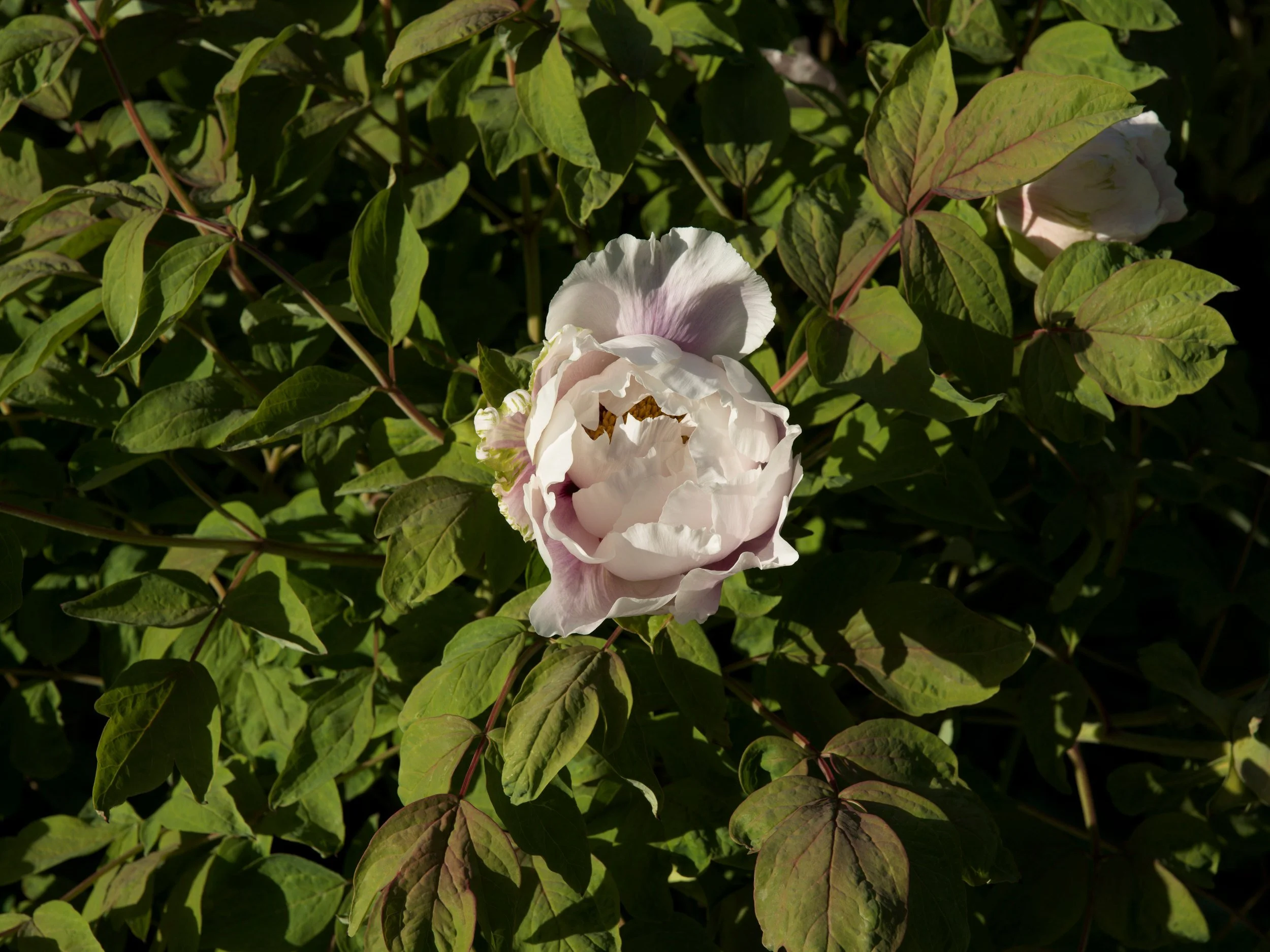 Single white peony in the leaves