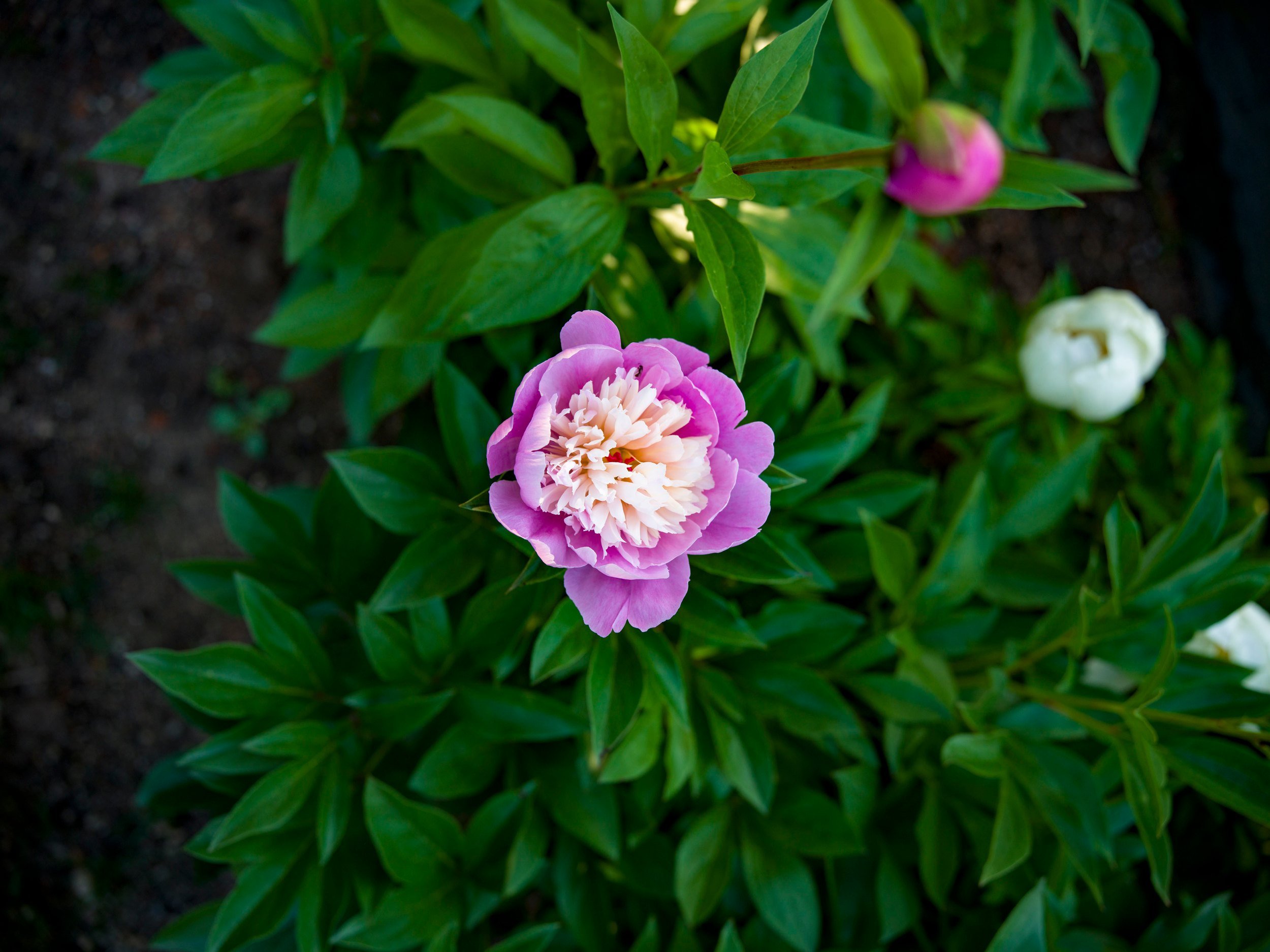 Pink peony among green leaves