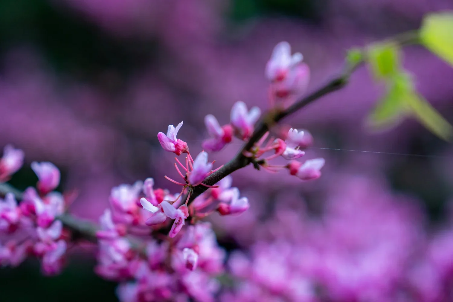 Spring: Blooms