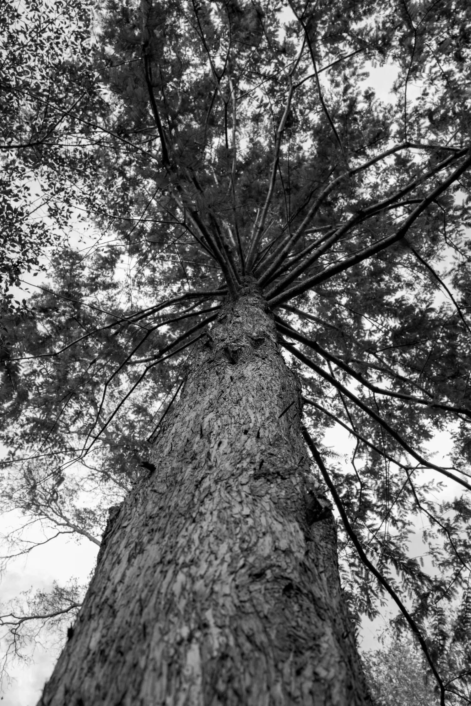 Trees