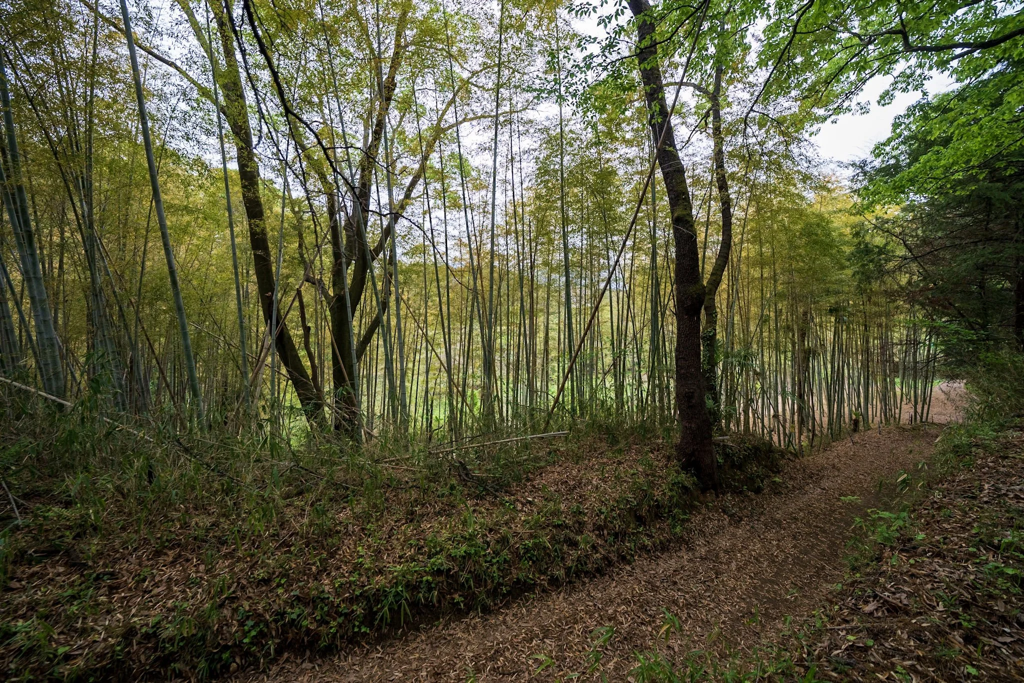 Temples, stone monuments, terraced countryside and waterfalls around Nara and Asuka