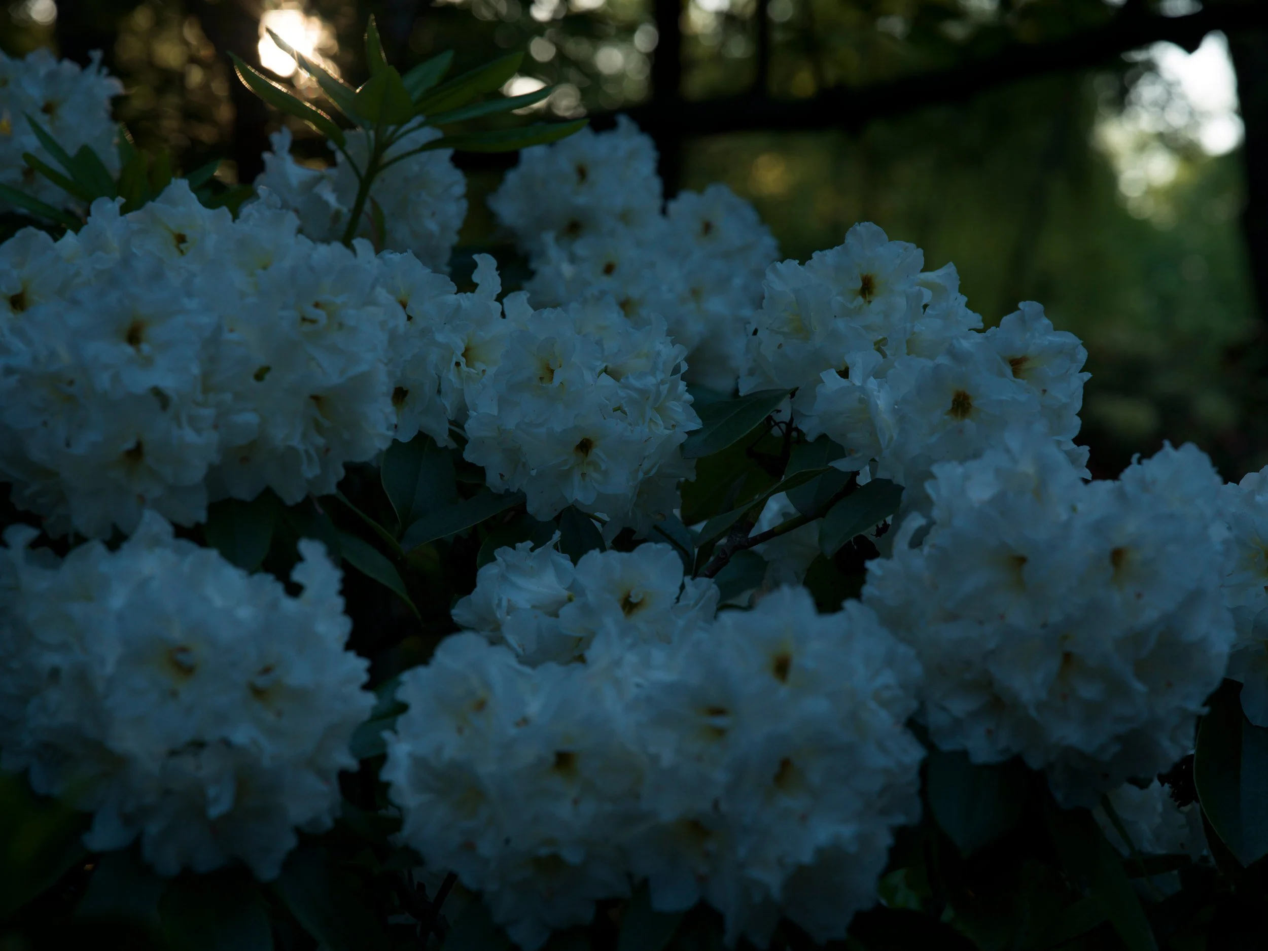 White rhododendron trusses at dusk