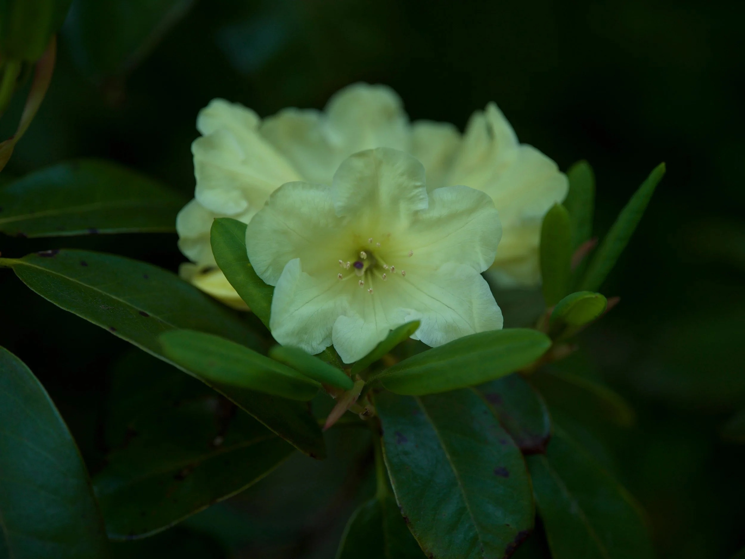 Pale yellow rhododendron in sunlight