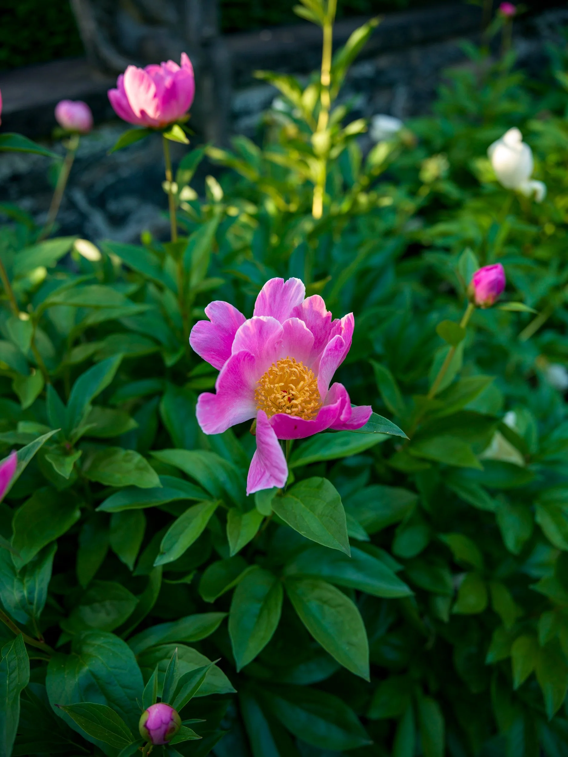 Pink peony on a leafy stem, vertical frame