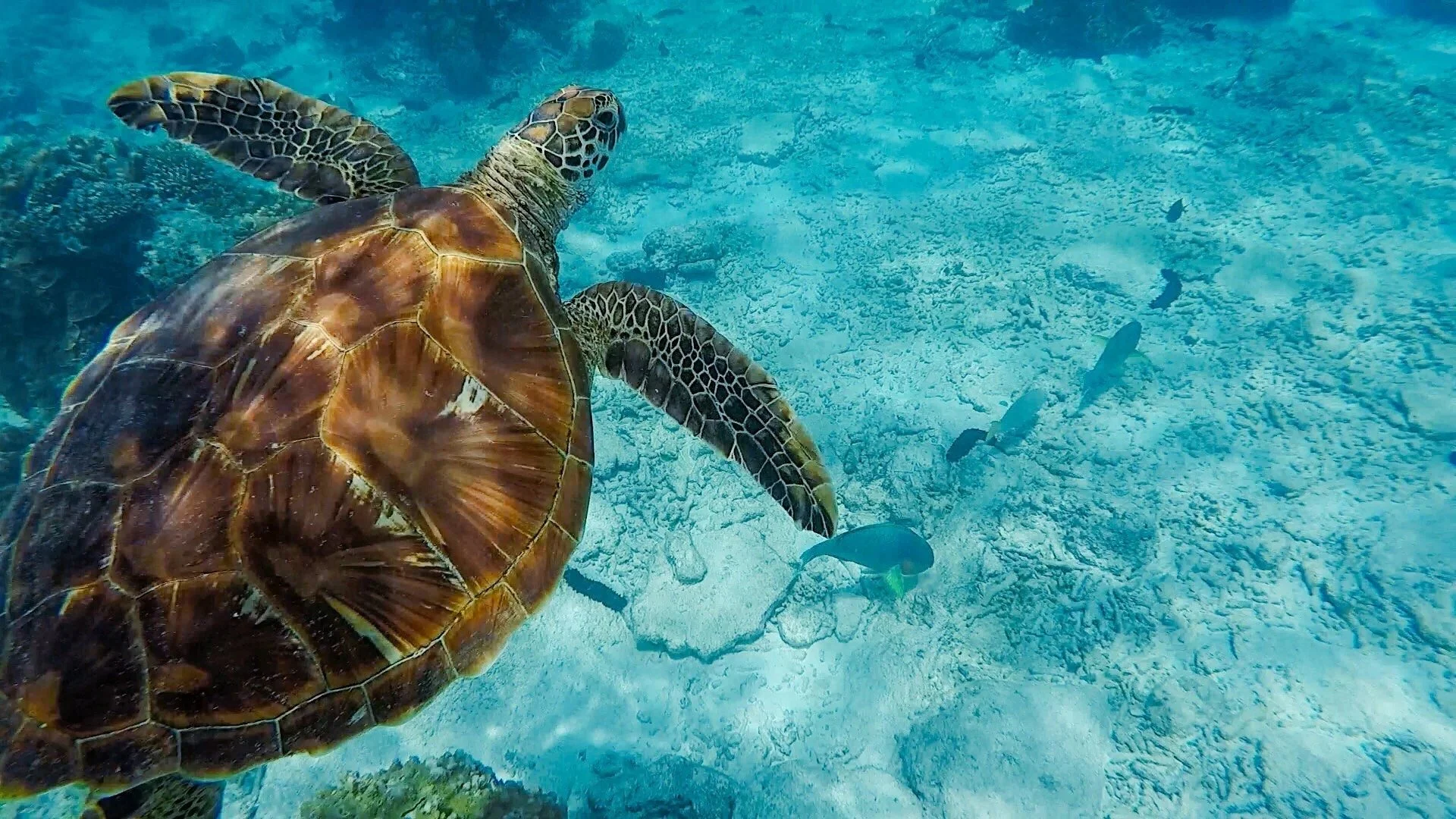 Sea Turtles
