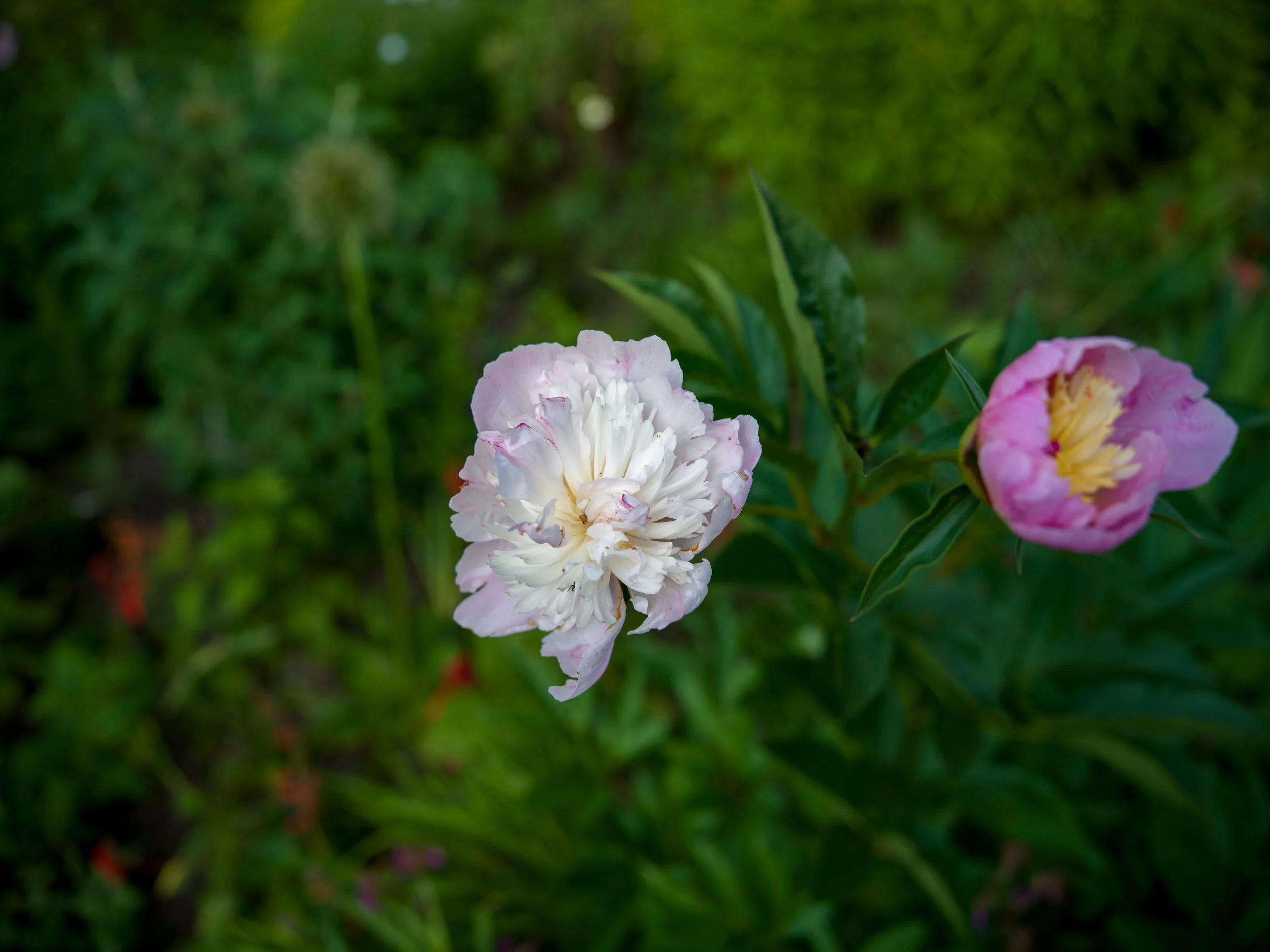 White and pink peonies in the border