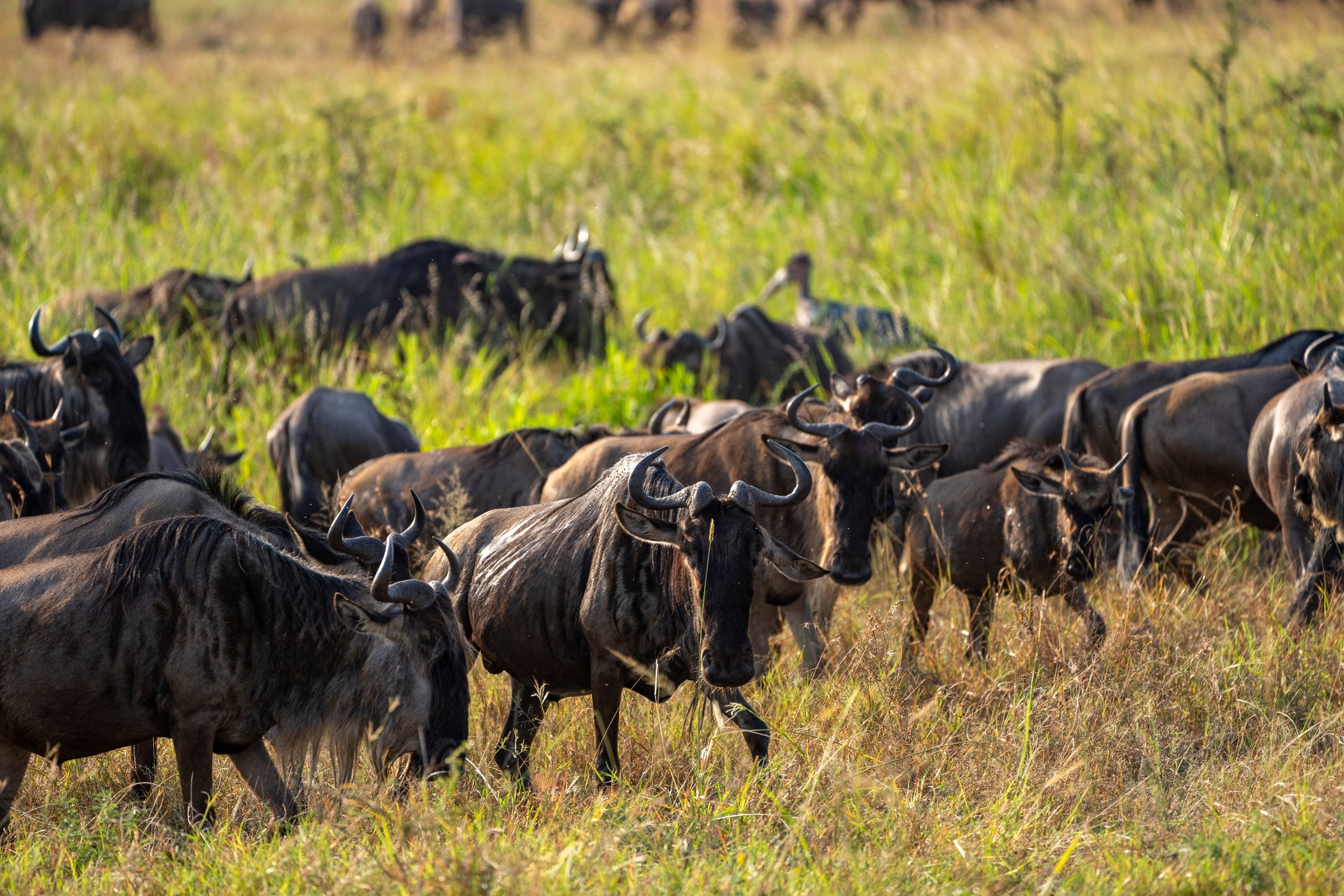 Wildebeest gathered on the plain, Serengeti