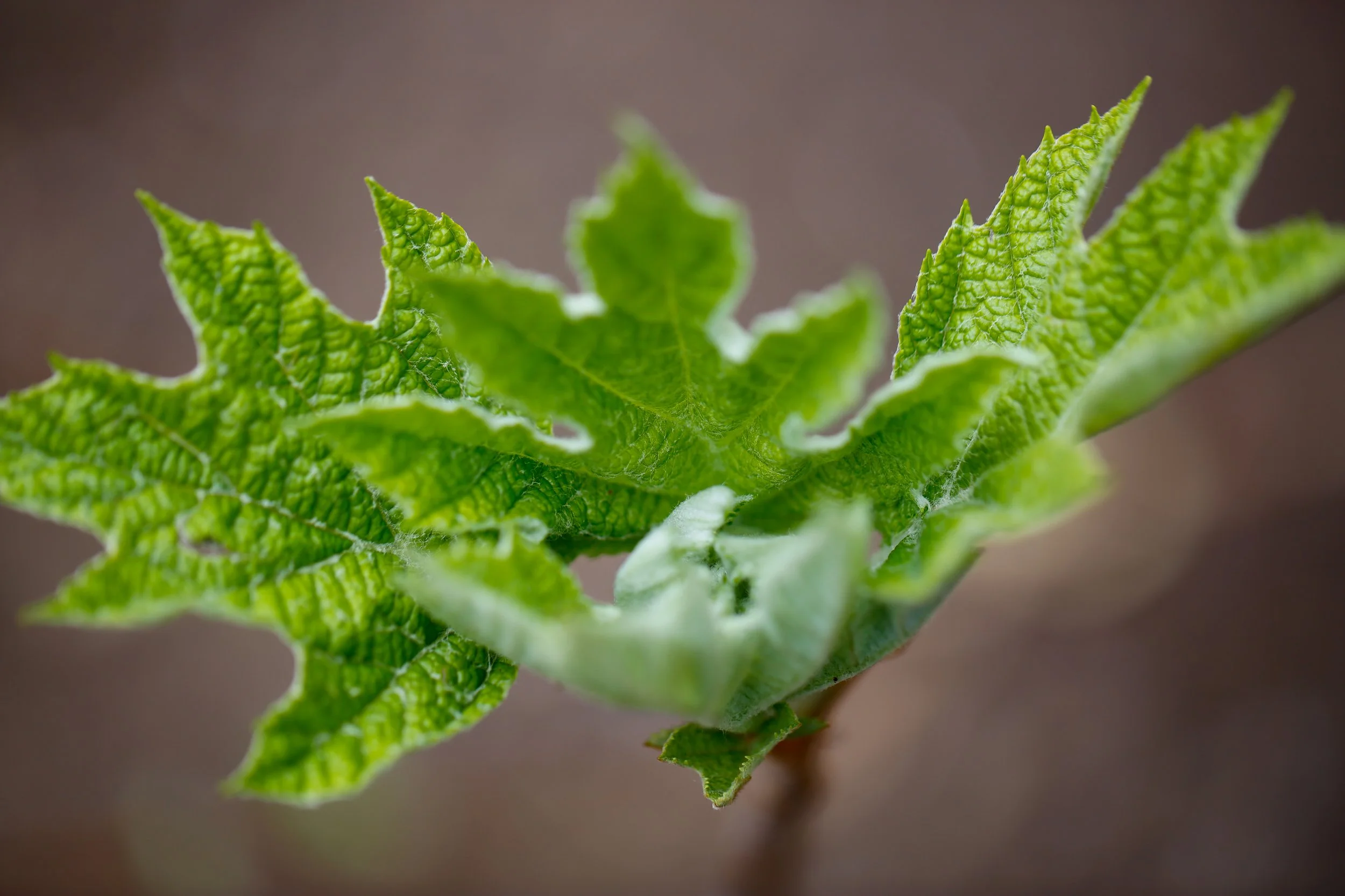 _W0A8784-2.jpg