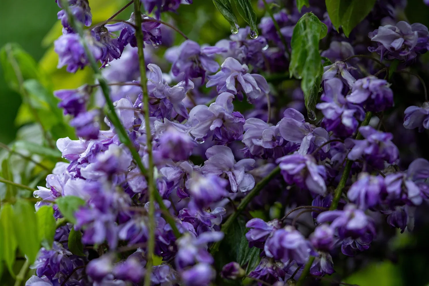 Purples & Blues