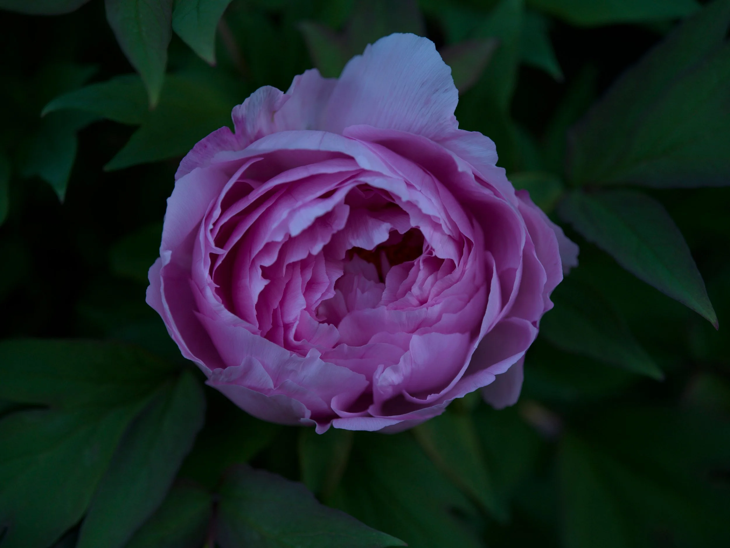 Mauve peony in full bloom
