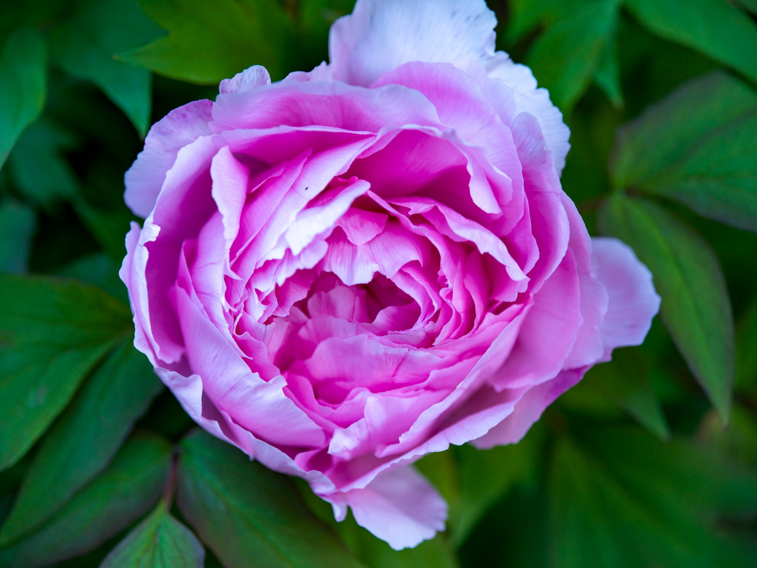 Full pink peony bloom