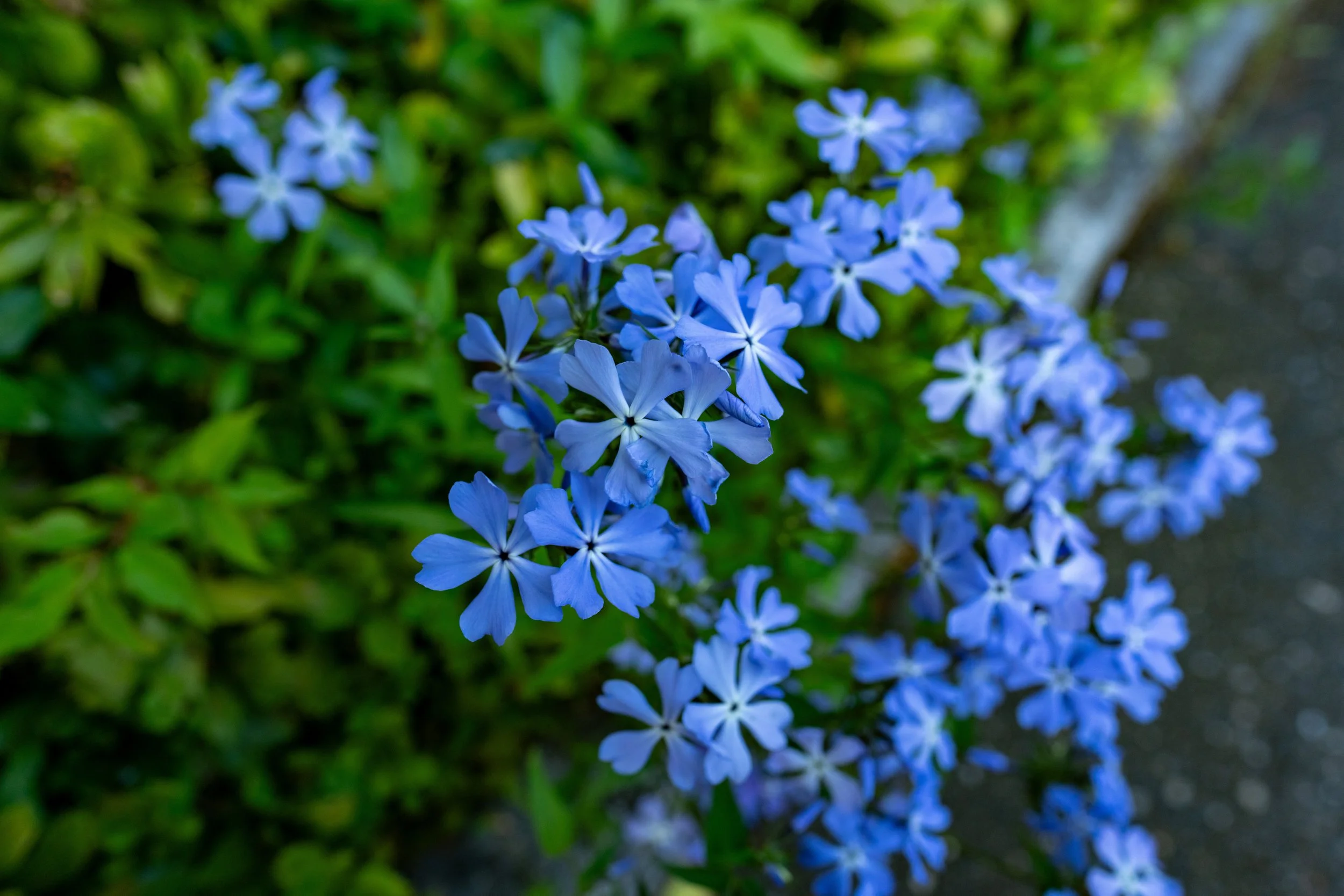 DSC01683.jpg